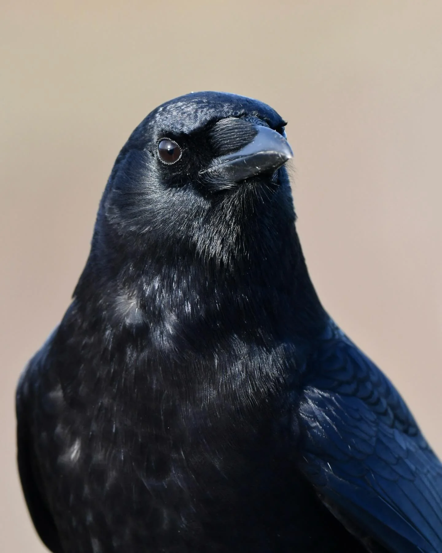 This crow flew right up to me at Boiler Bay and posed for some photos before moving on

#americancrow #boilerbaystatepark