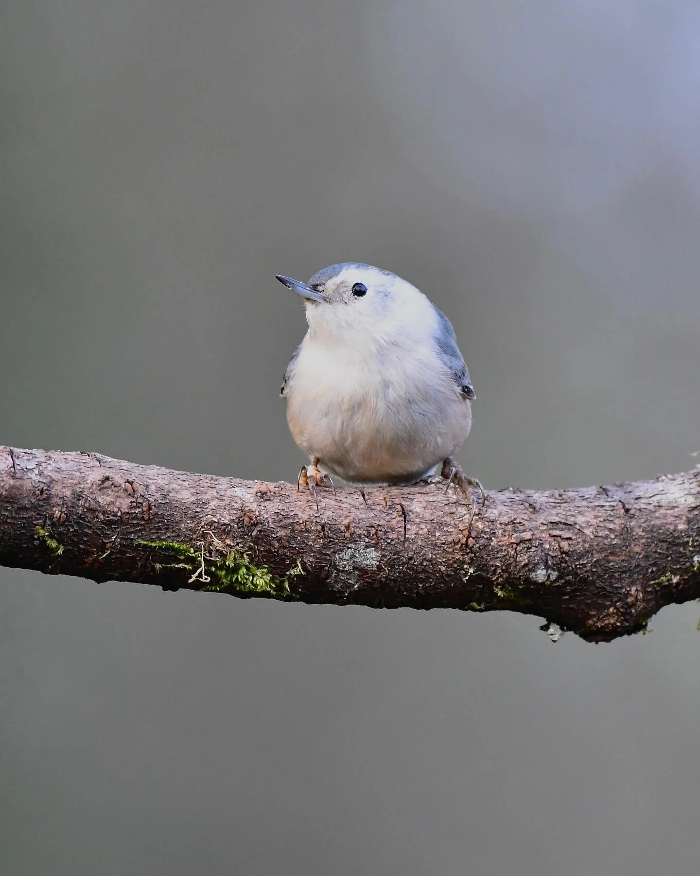 White-breasted Nuthatch in borb mode 

#whitebreastednuthatch