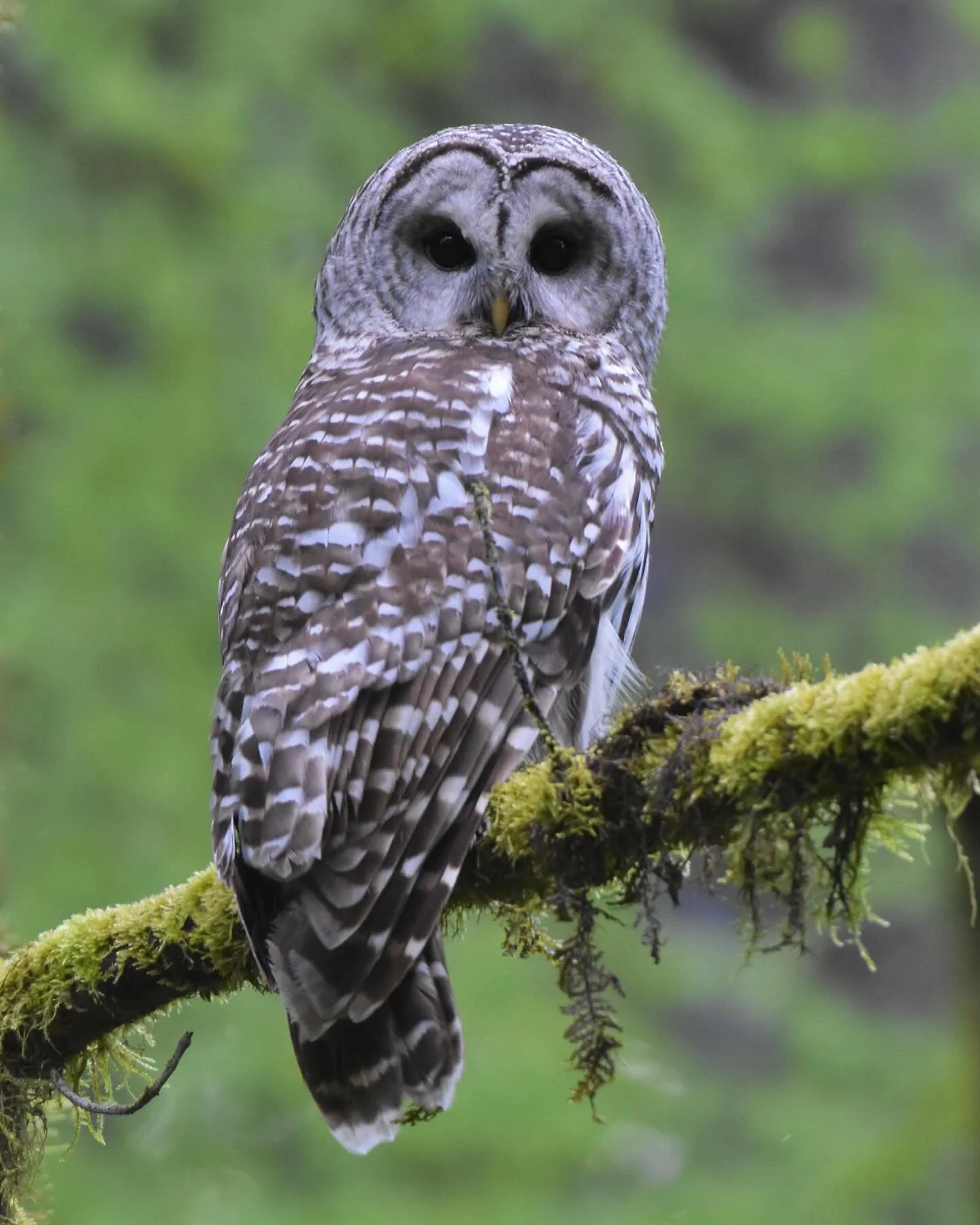 Barred Owl on a mossy branch 

#barredowl