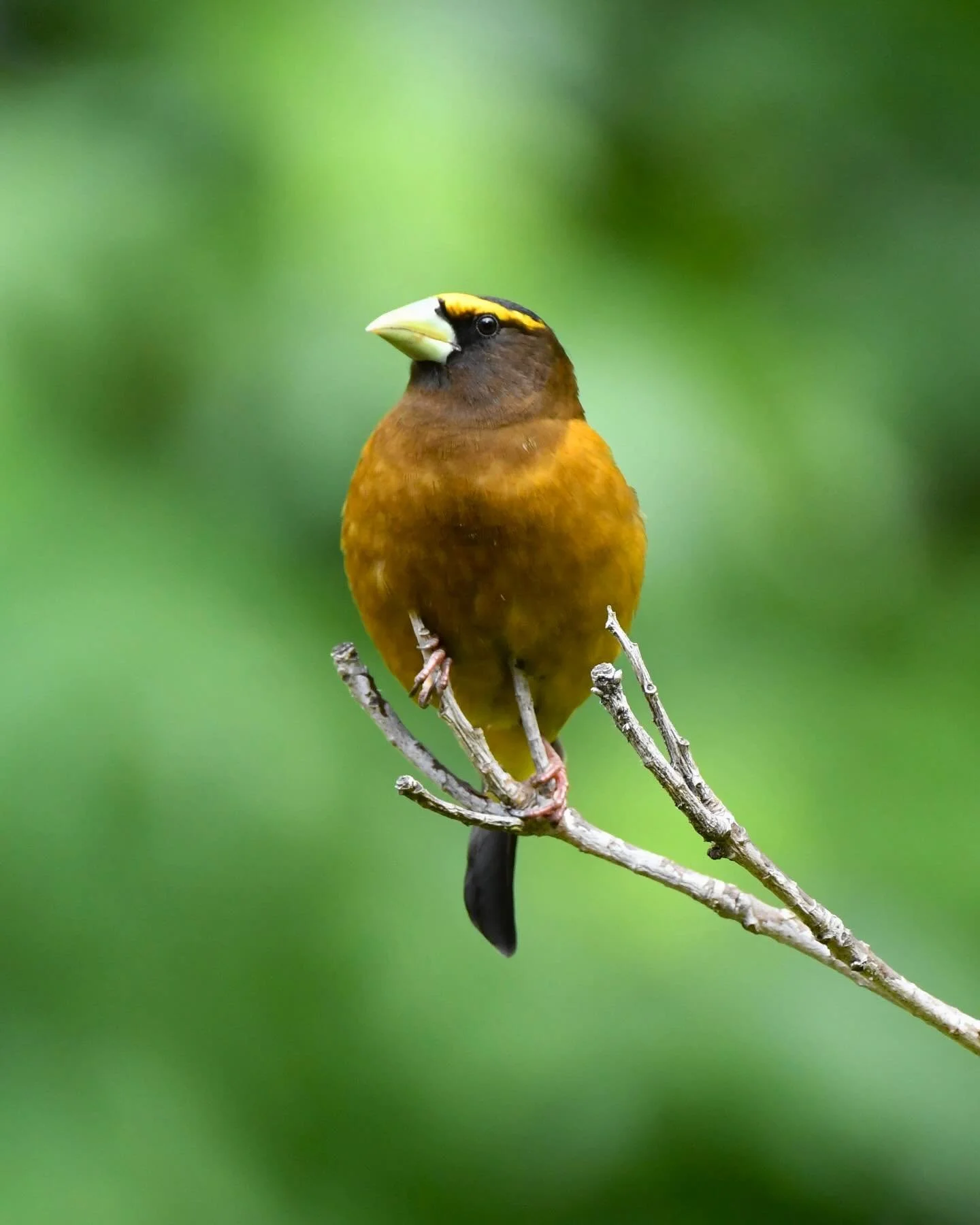 Evening Grosbeak 😎 

#eveninggrosbeak