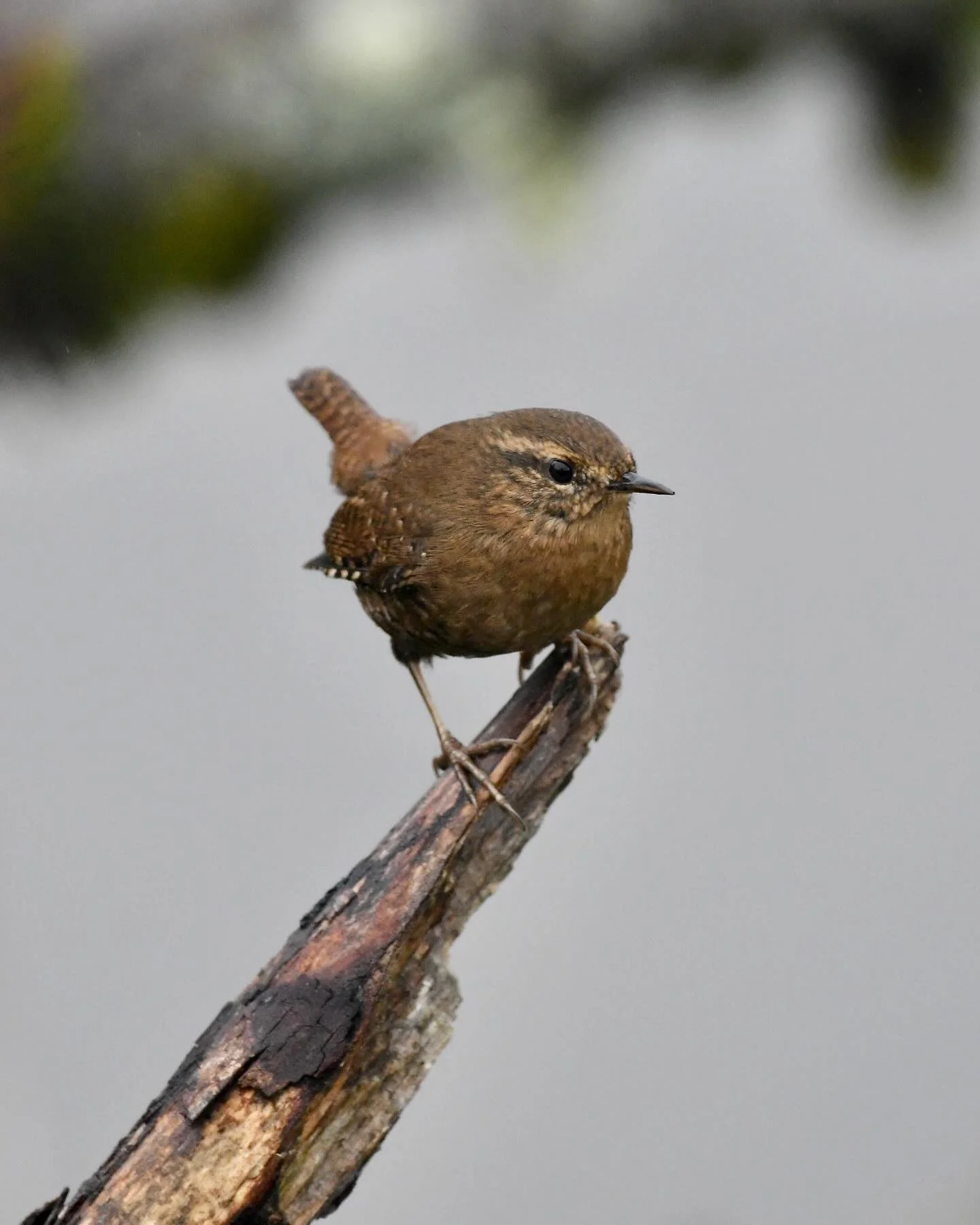 Pacific Wren perched up by the riverbank 

#pacificwren