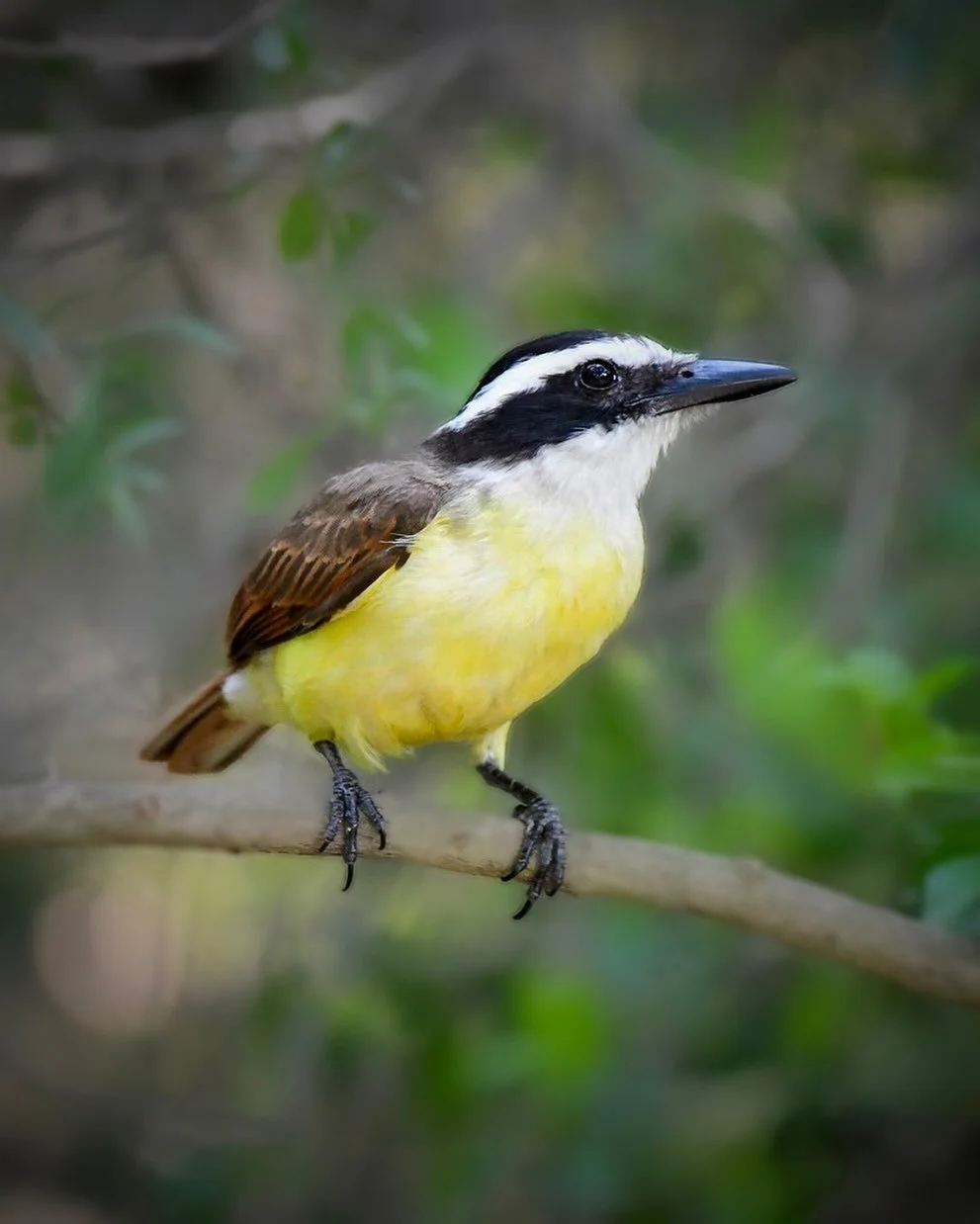 Planning a spring birding trip to Texas. Here&rsquo;s a Great Kiskadee from my last visit.

#greatkiskadee