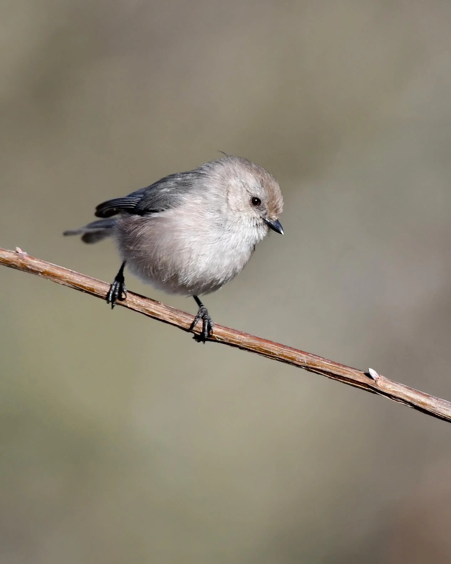 A Bushtit perched on an Oceanspray stem 

#bushtit