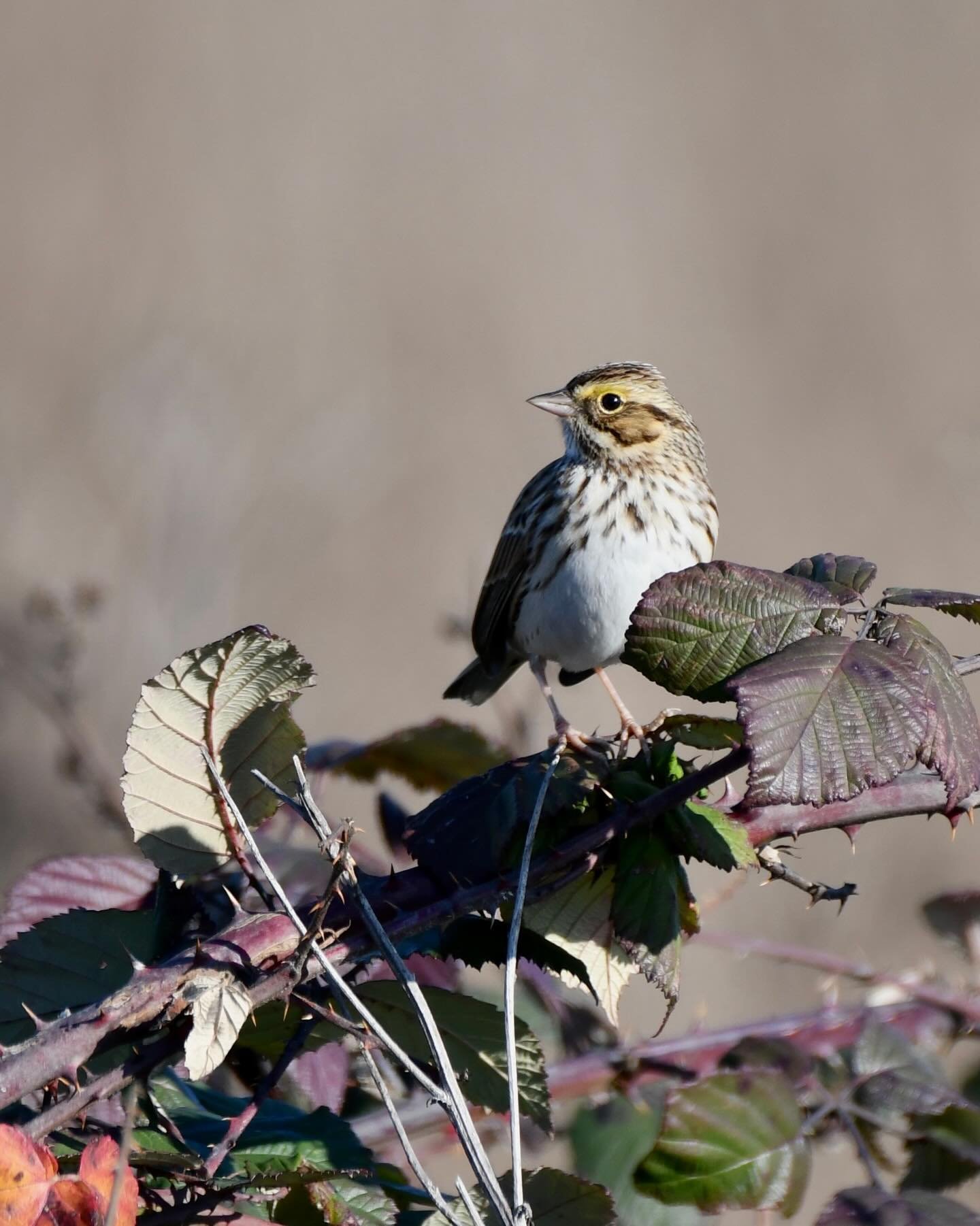 Savannah Sparrow on a blackberry bramble 

#savannahsparrow