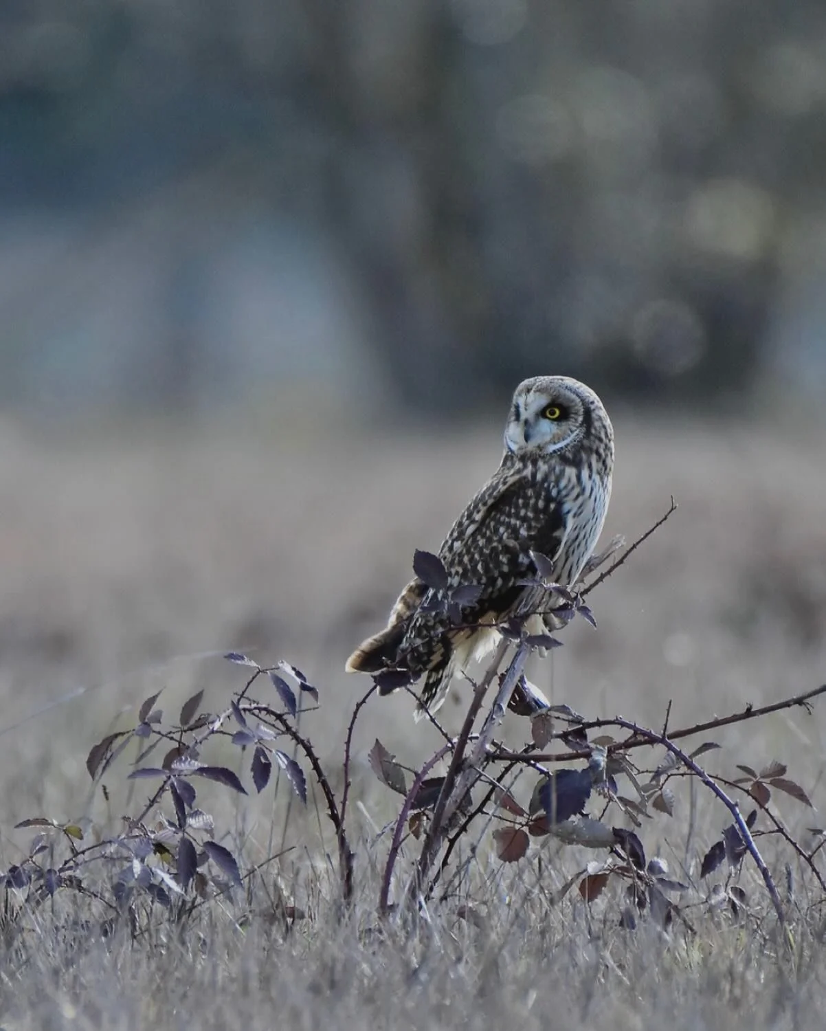 Short-eared Owl scanning the fields