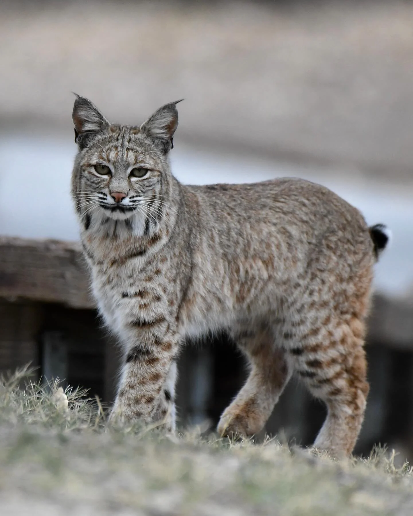 Ran into this beautiful Bobcat while out birding!