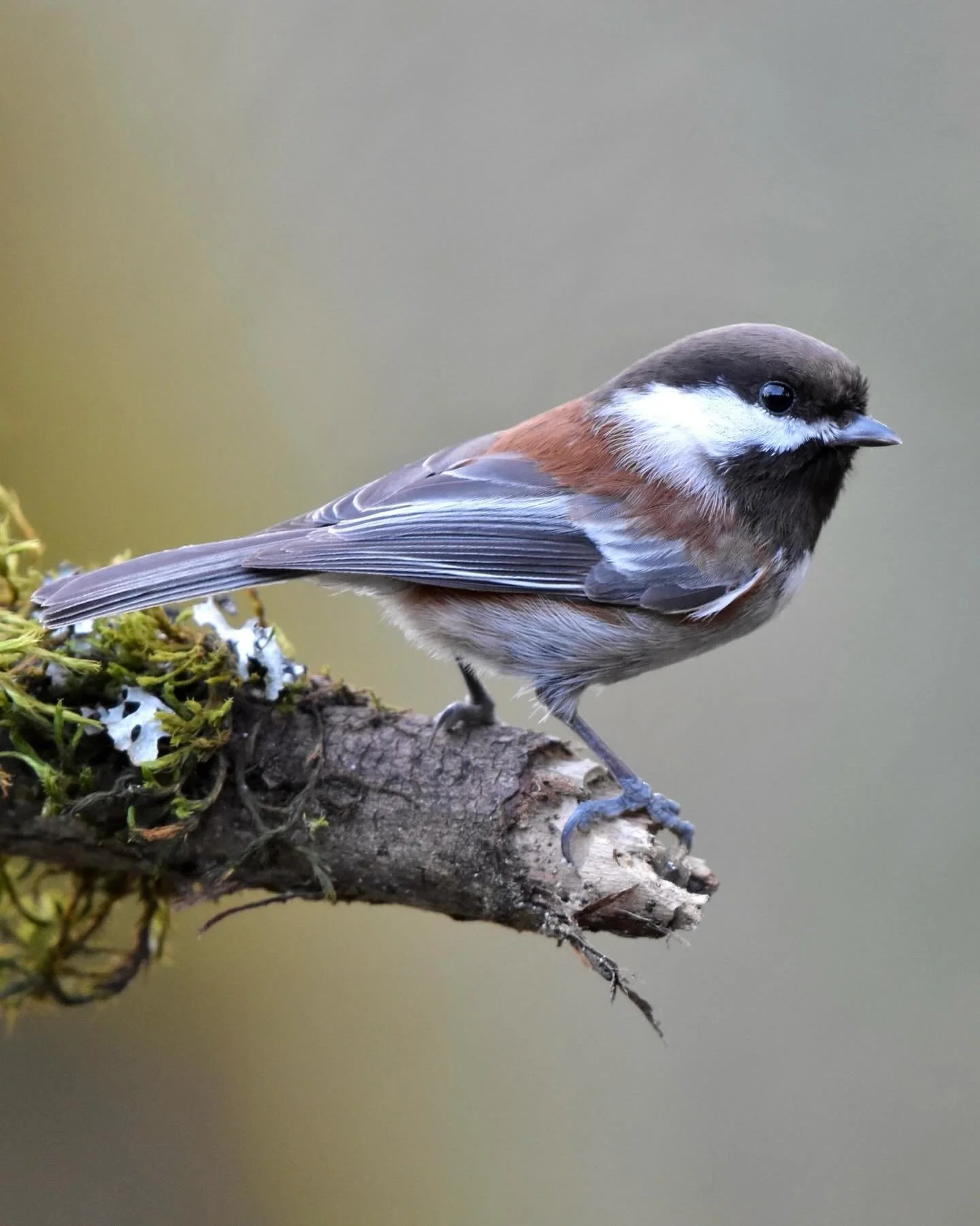 Probably my favorite backyard bird: the Chestnut-backed Chickadee 😎 

#chestnutbackedchickadee