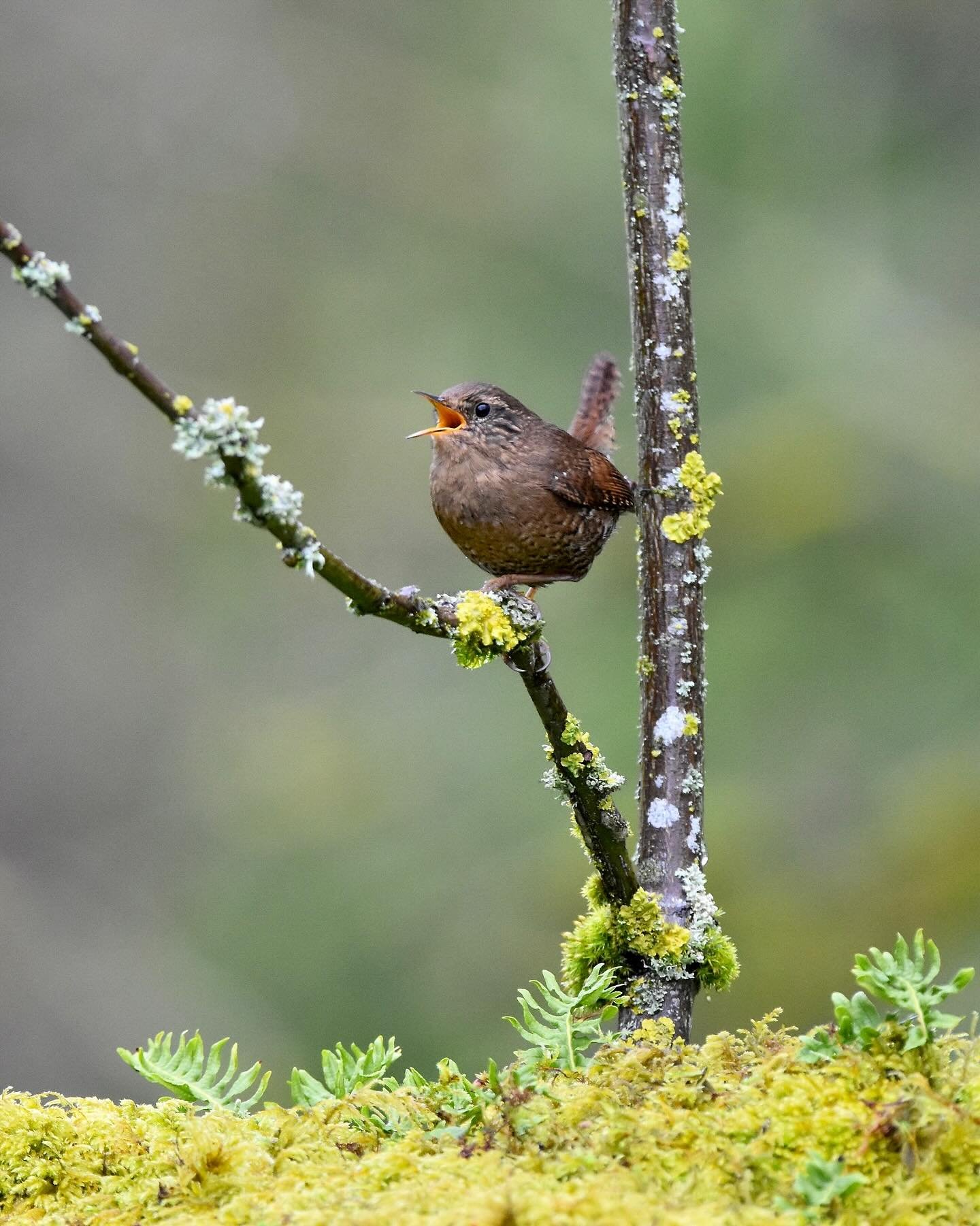 Pacific Wren 🎶