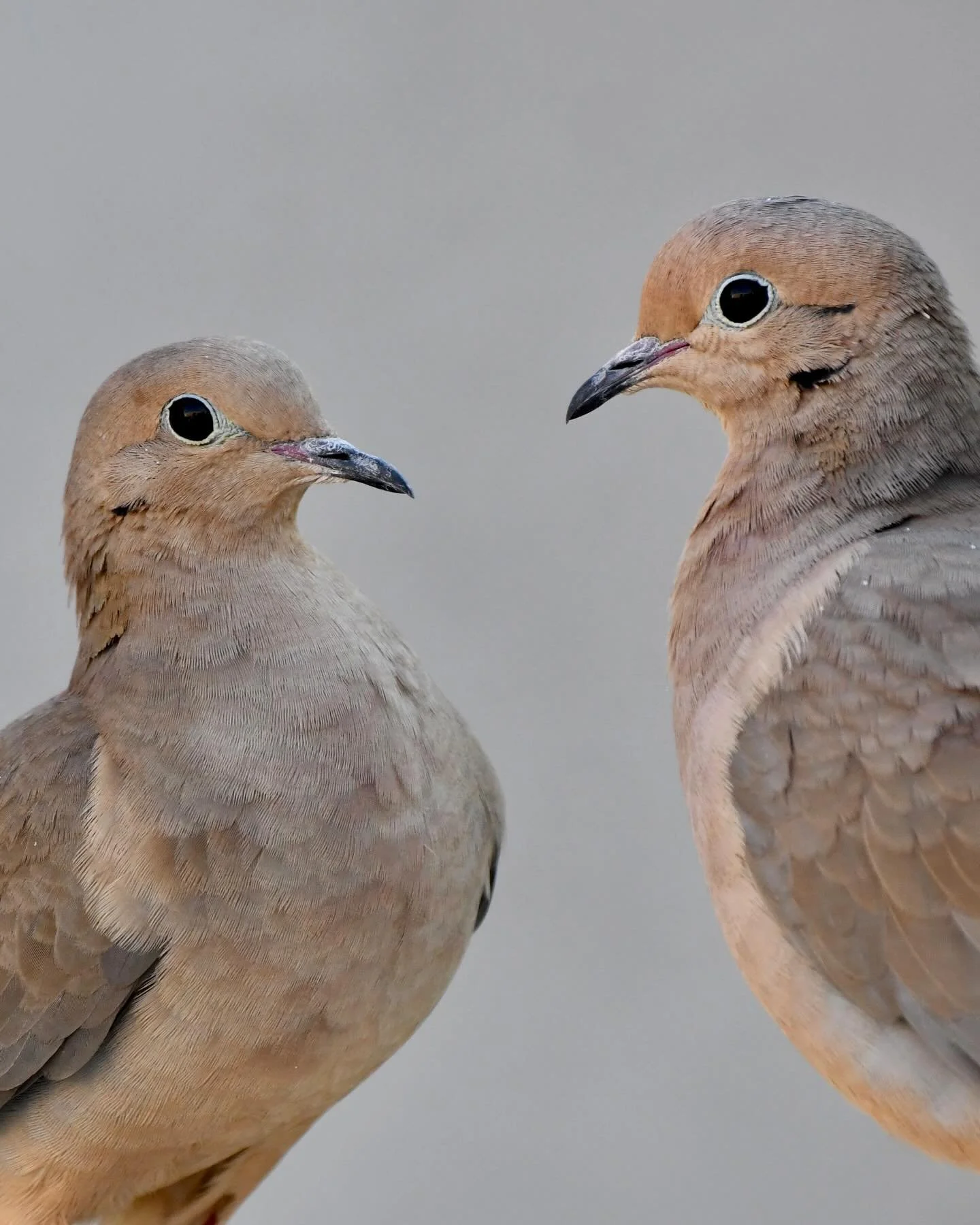 Pair of Mourning Doves