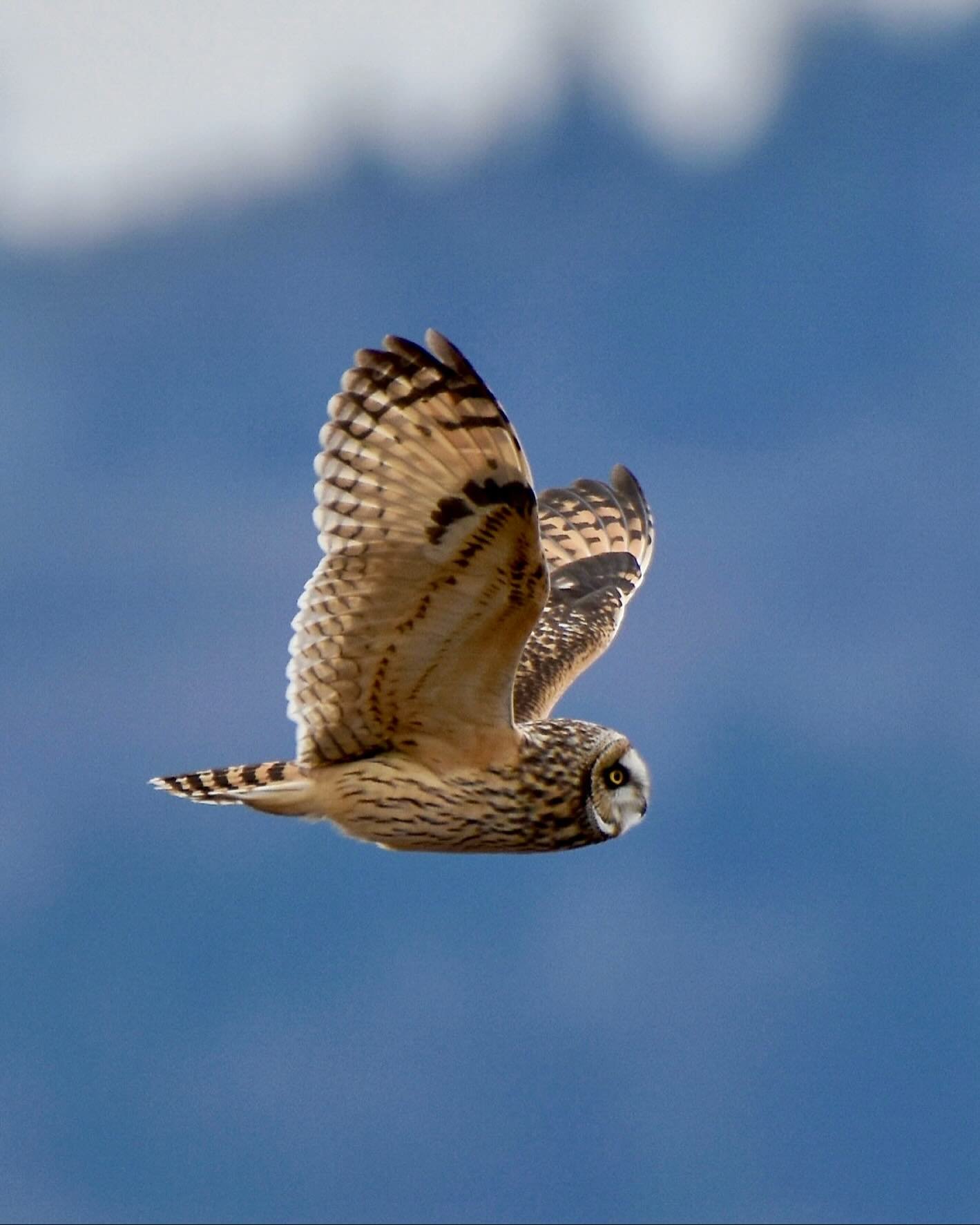 Shortie flyby!
#shortearedowl