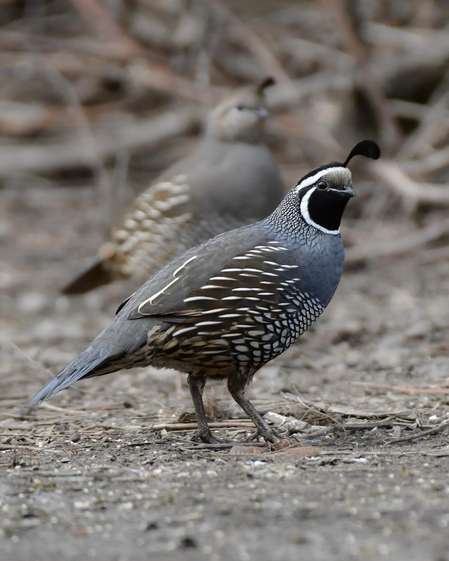 California Quail! They make the best sounds.

#californiaquail