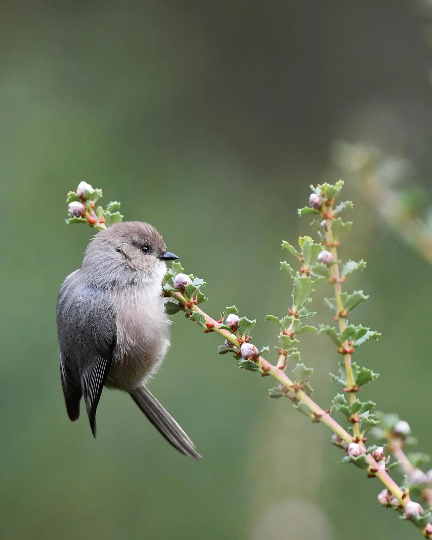I&rsquo;ve had a Bushtit flock in my garden all winter, endless entertainment
