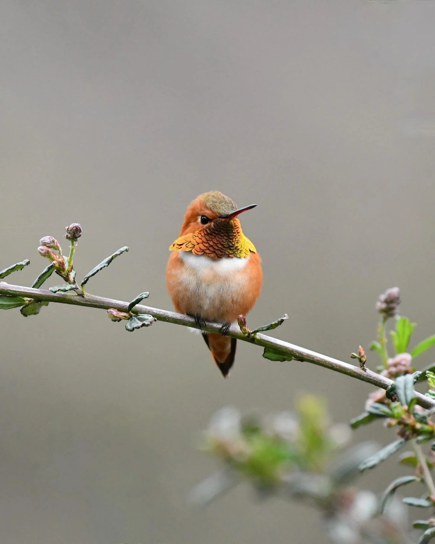 They&rsquo;re back!

#rufoushummingbird