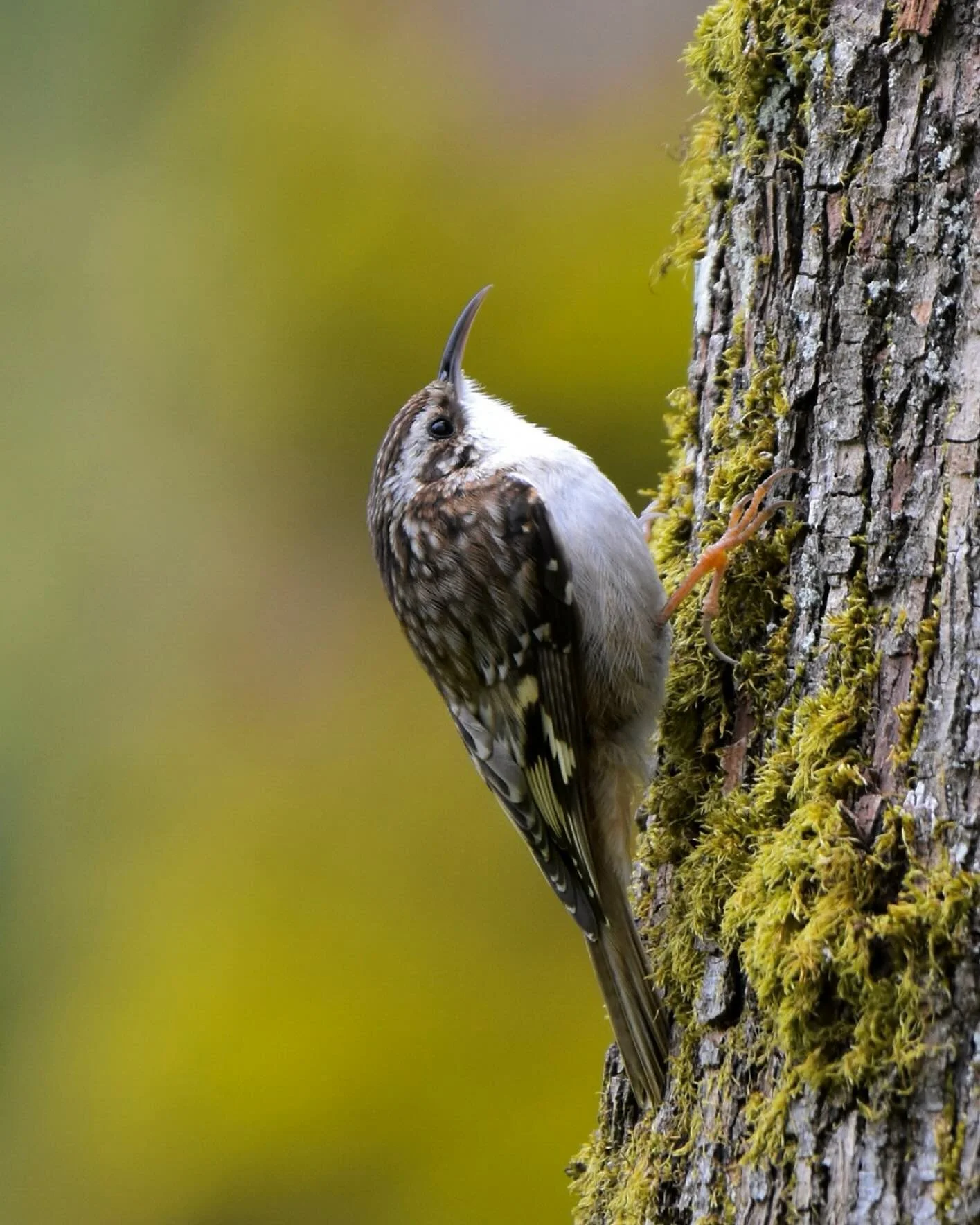 Brown Creeper creeping up a maple