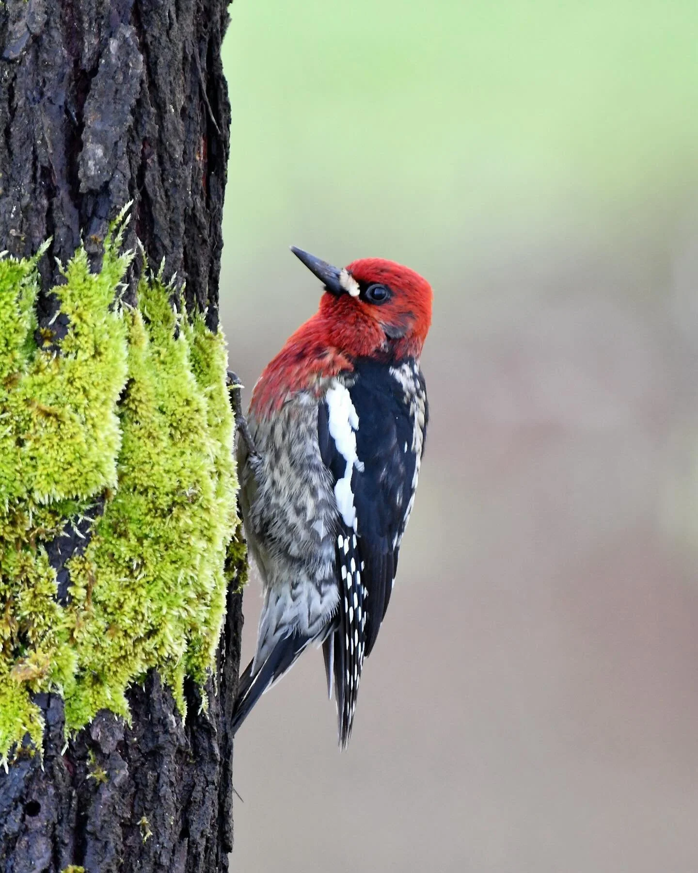 The students in my school&rsquo;s Bird Club named this Red-breasted Sapsucker Reuben 🤩