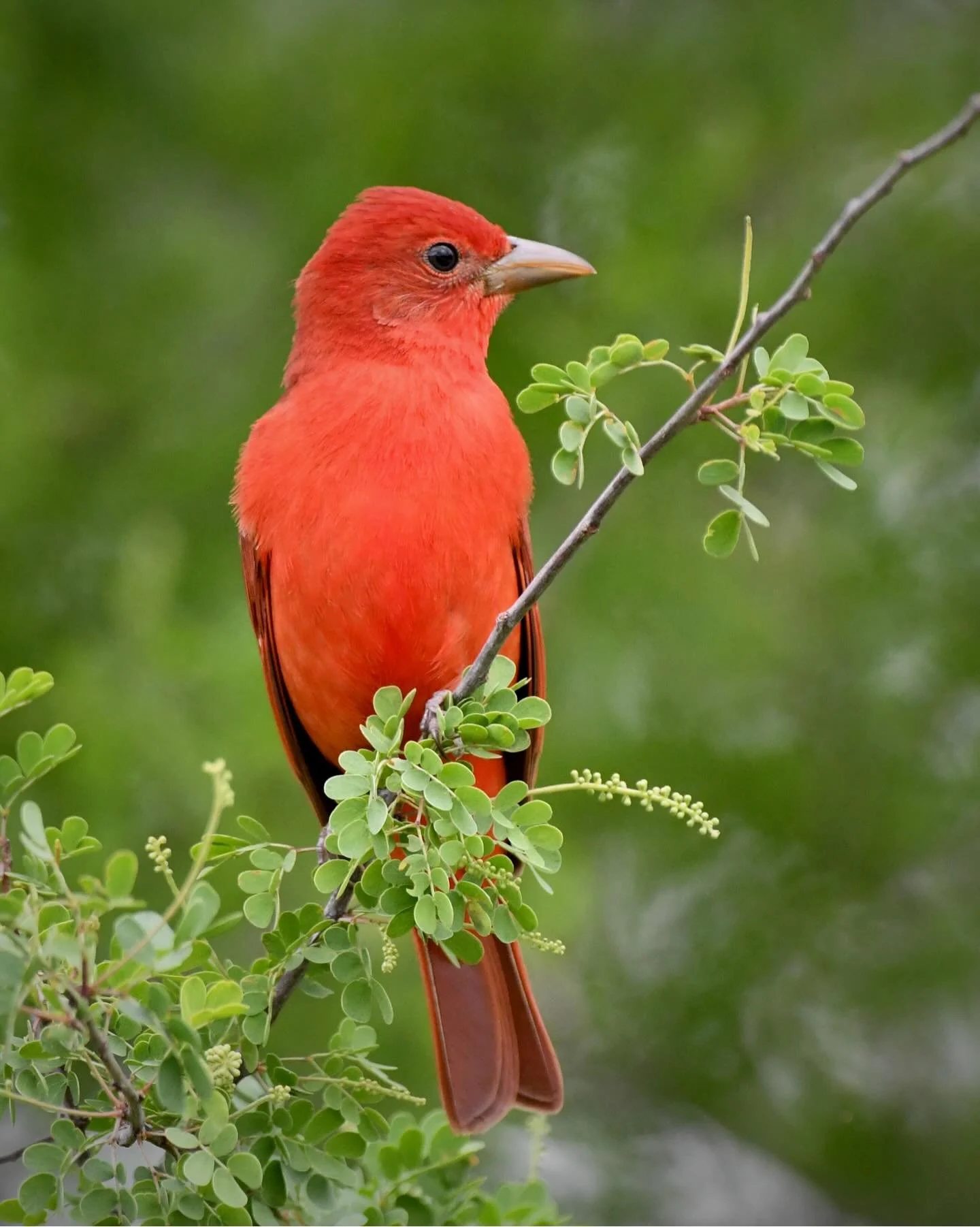 Summer Tanager from my last trip to Texas in 2024
