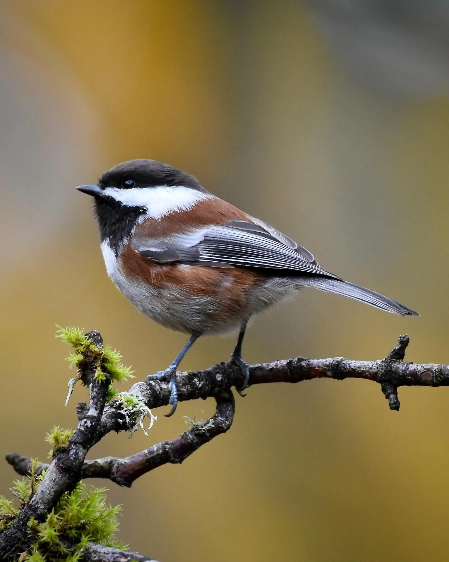 Chestnut-backed Chickadee 🤩