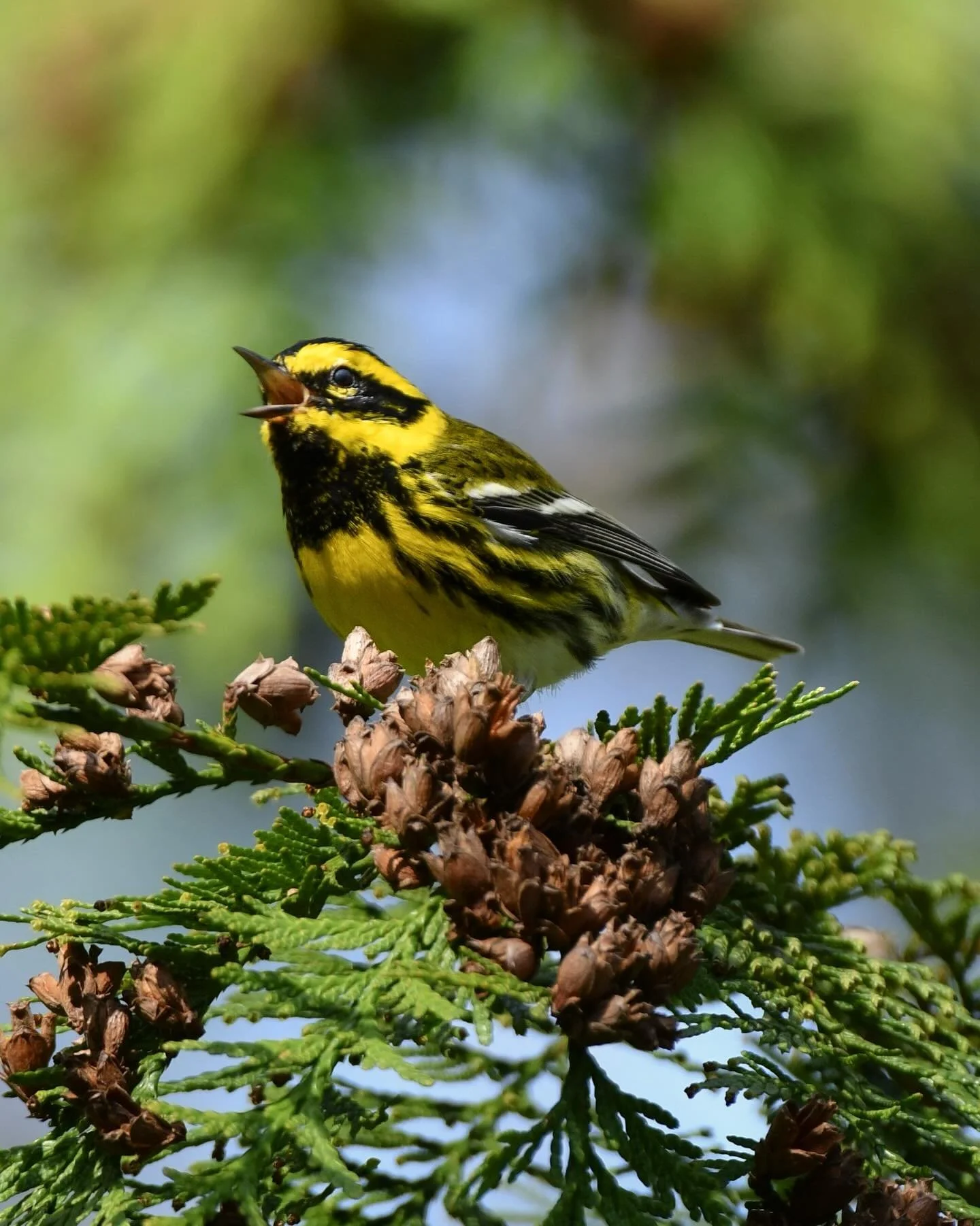 This Townsend&rsquo;s Warbler has been singing in my backyard for a few weeks now! 😎