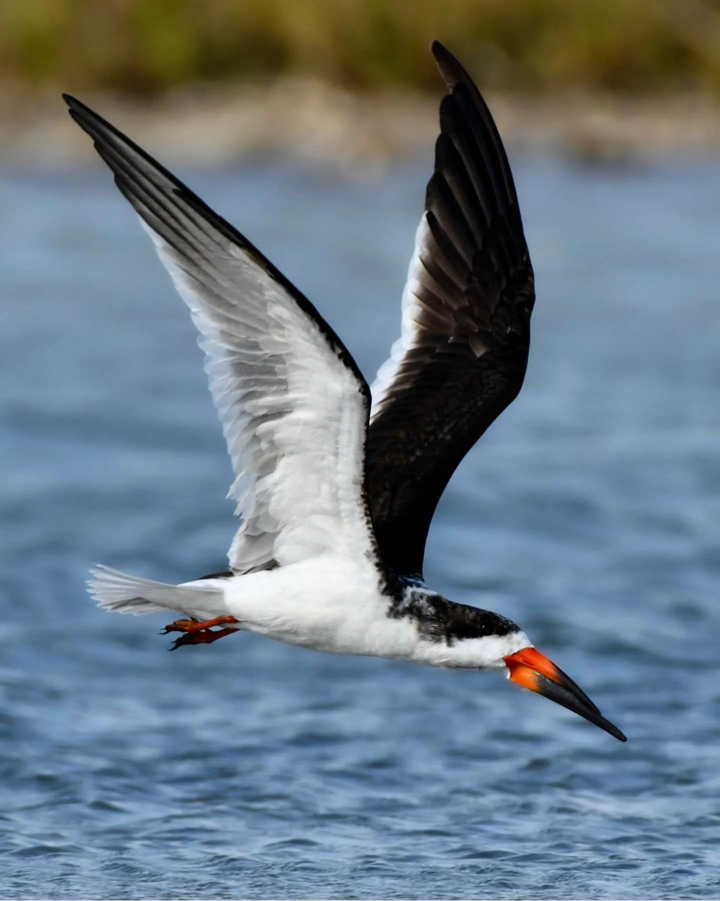 Move over Short-eared Owl, Black Skimmer might be my favorite bird to watch hunt. So cool!