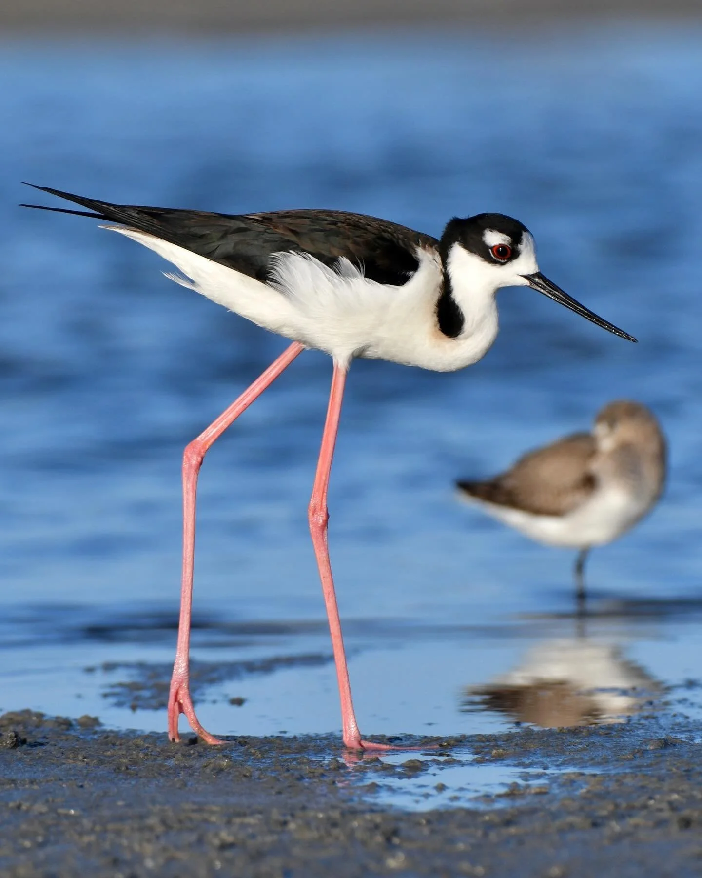 Black-necked Stilt towering over the other shorebirds 🤩