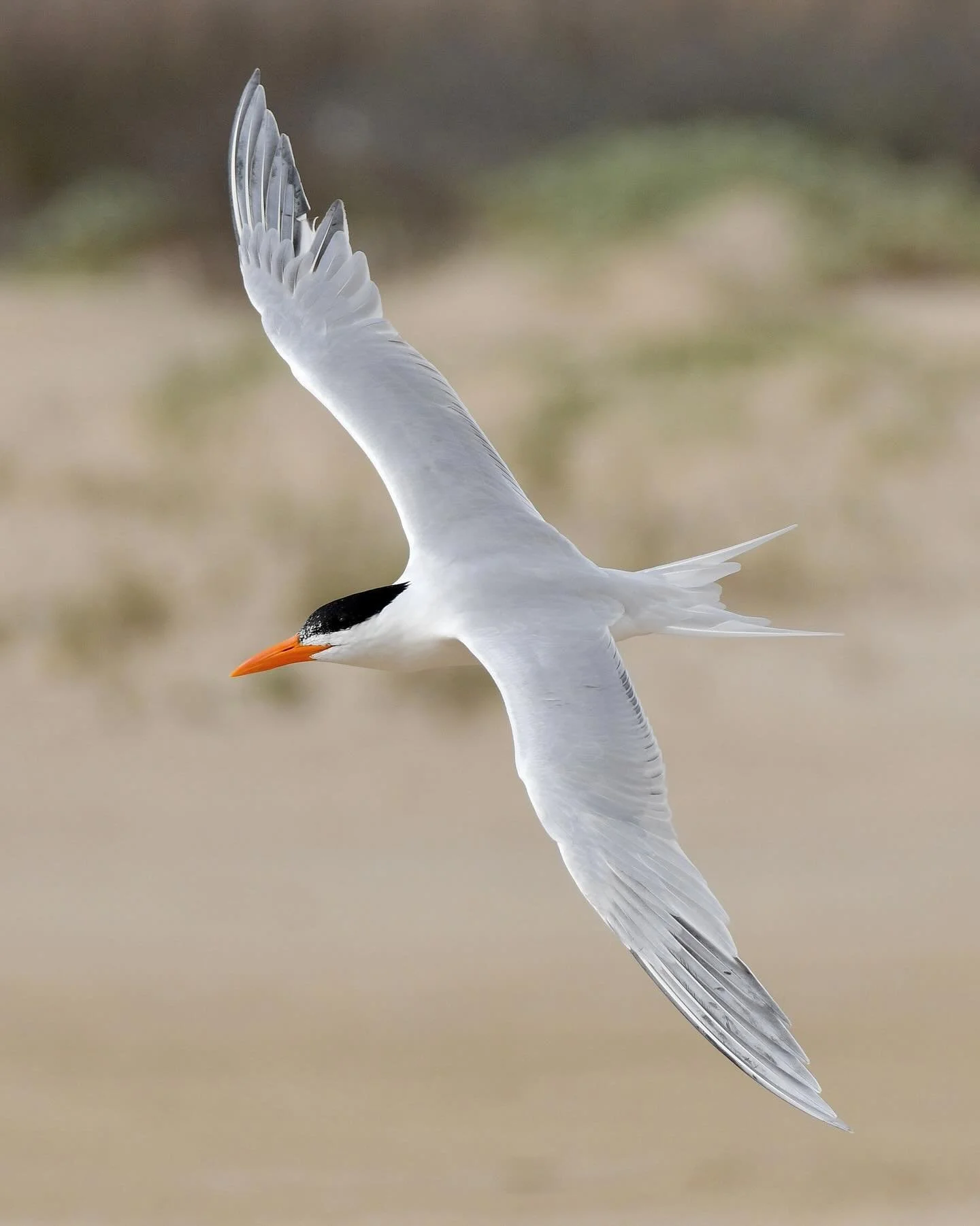 Royal Tern at the beach on the Bolivar Peninsula