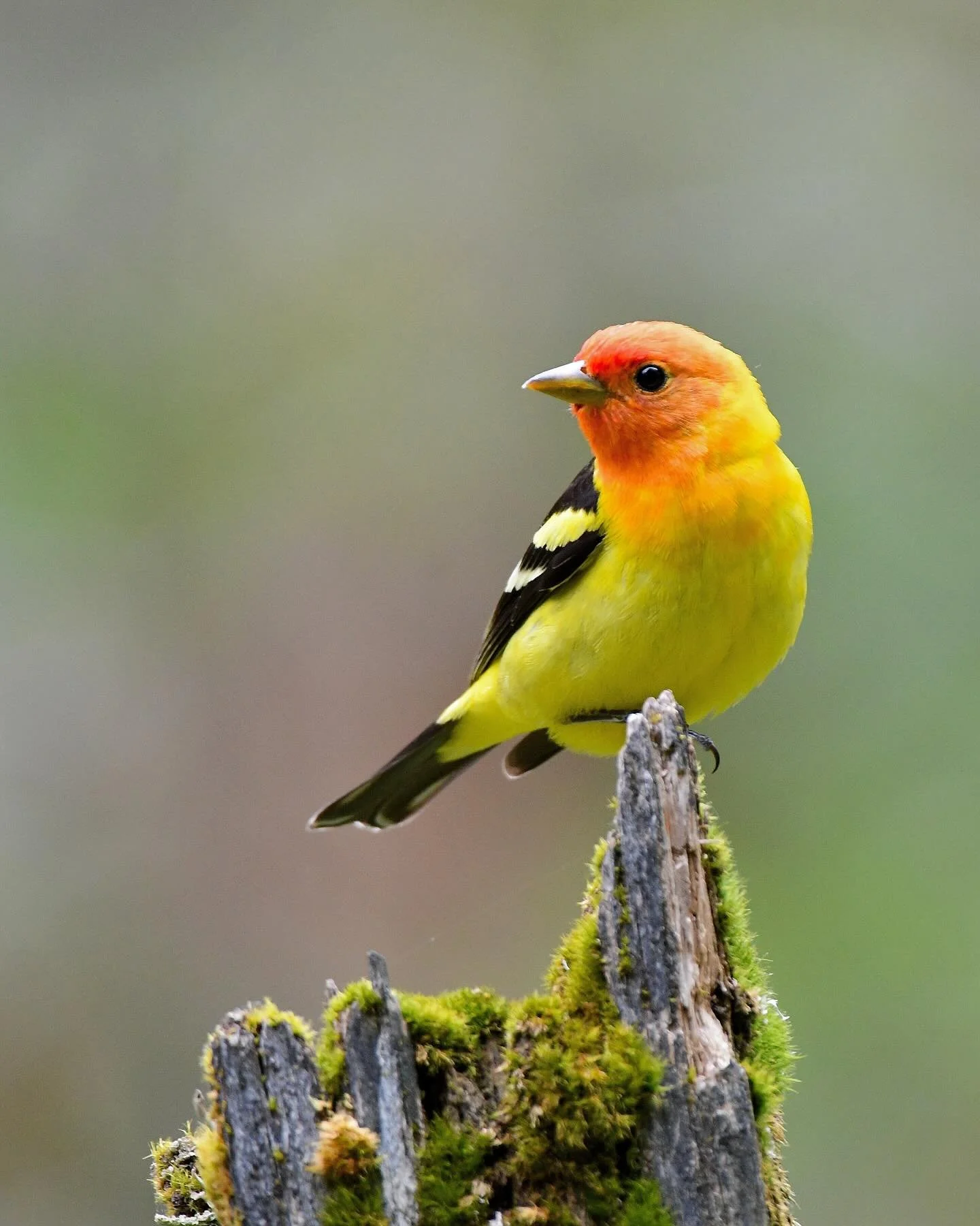 Western Tanager perched on a snag 🤩