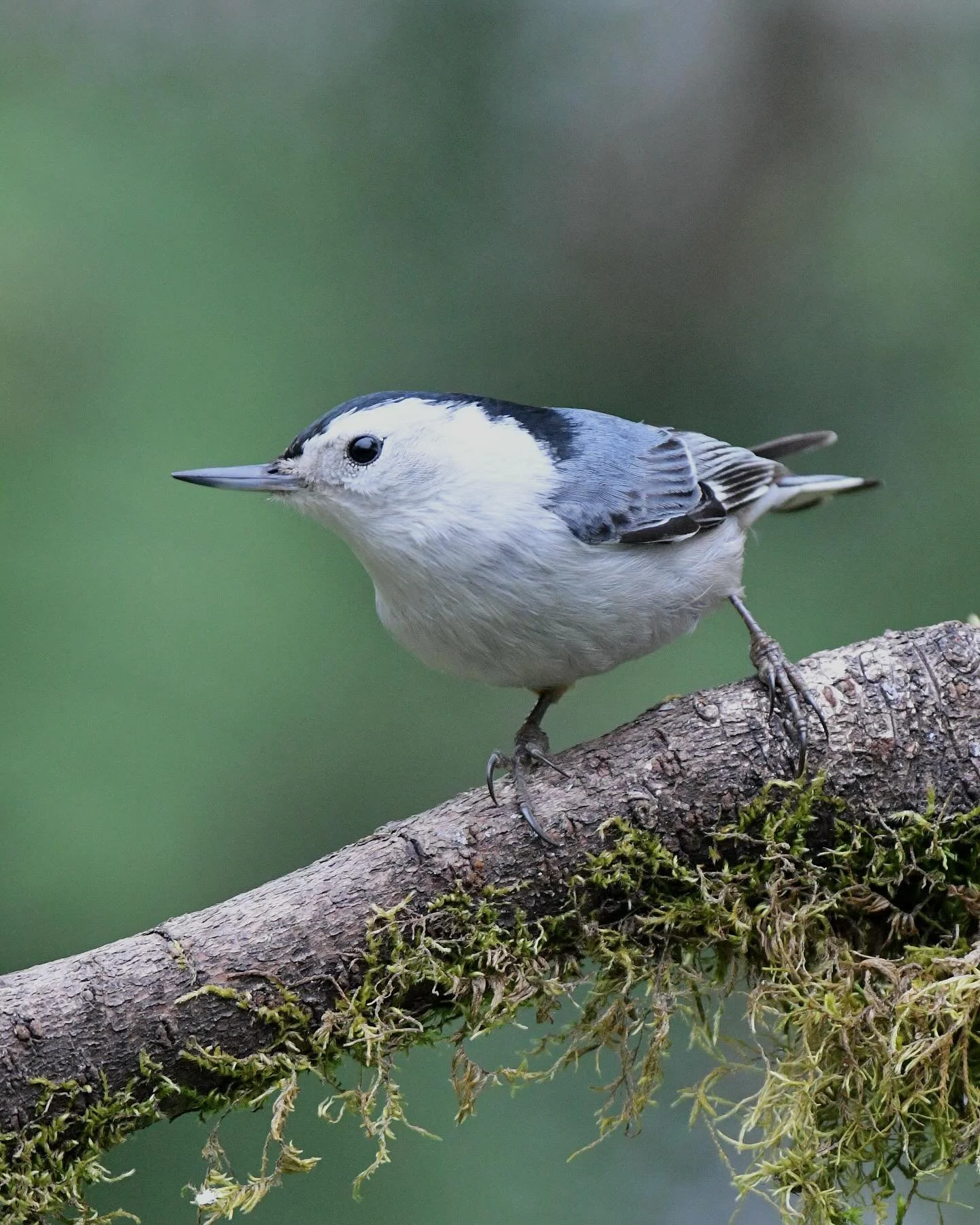 White-breasted Nuthatch 🤩 

#whitebreastednuthatch