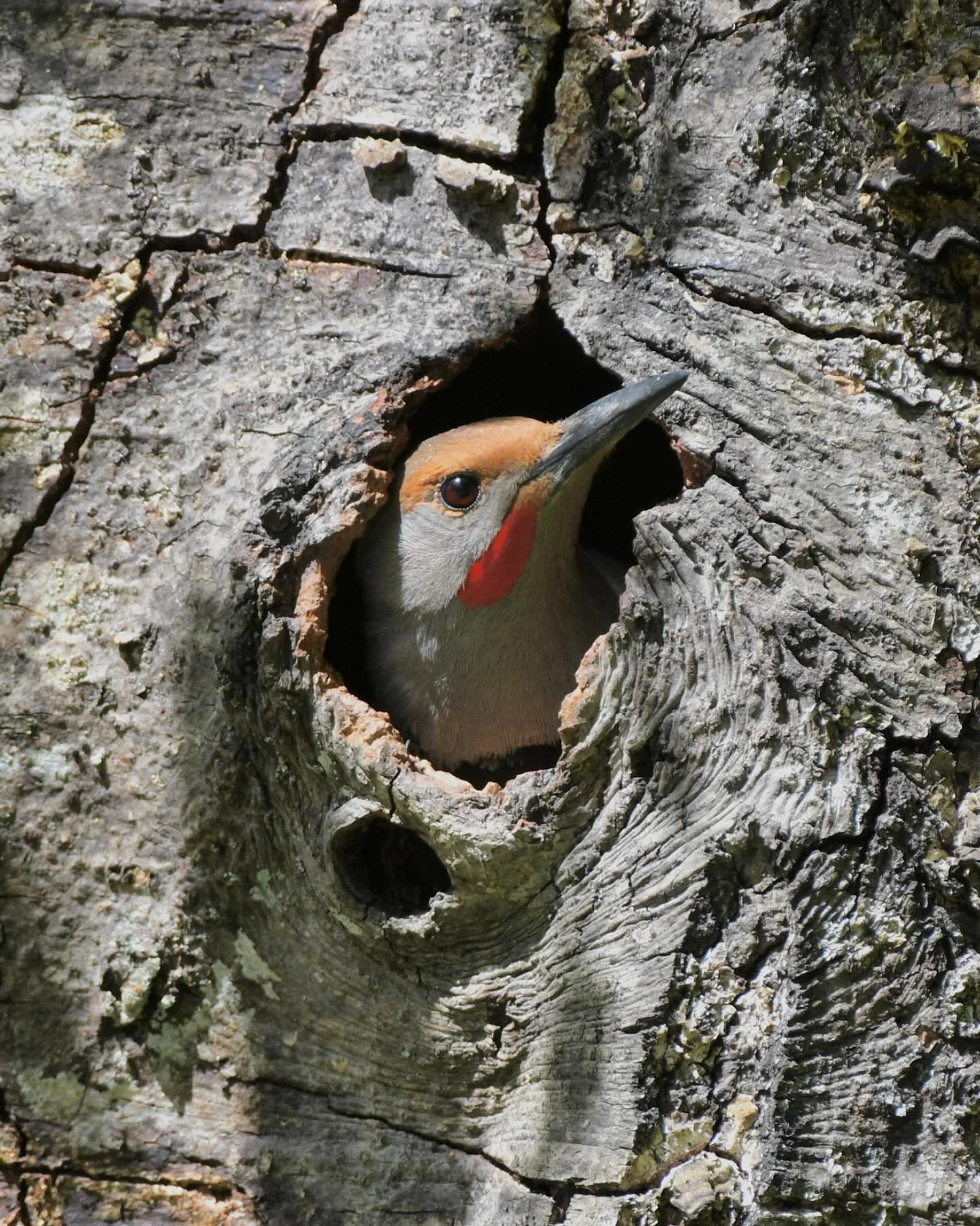 Fun to have Flickers nesting in the yard this year!

#northernflicker