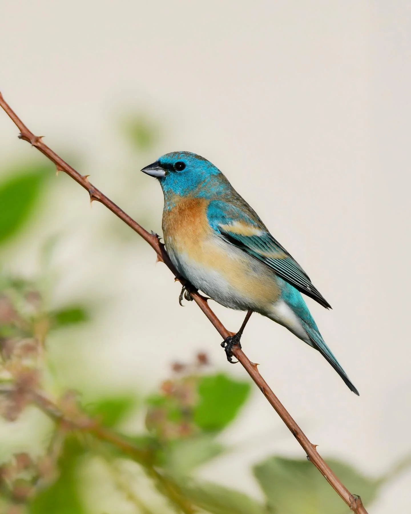 Lazuli Bunting perched in a bramble 

#lazulibunting