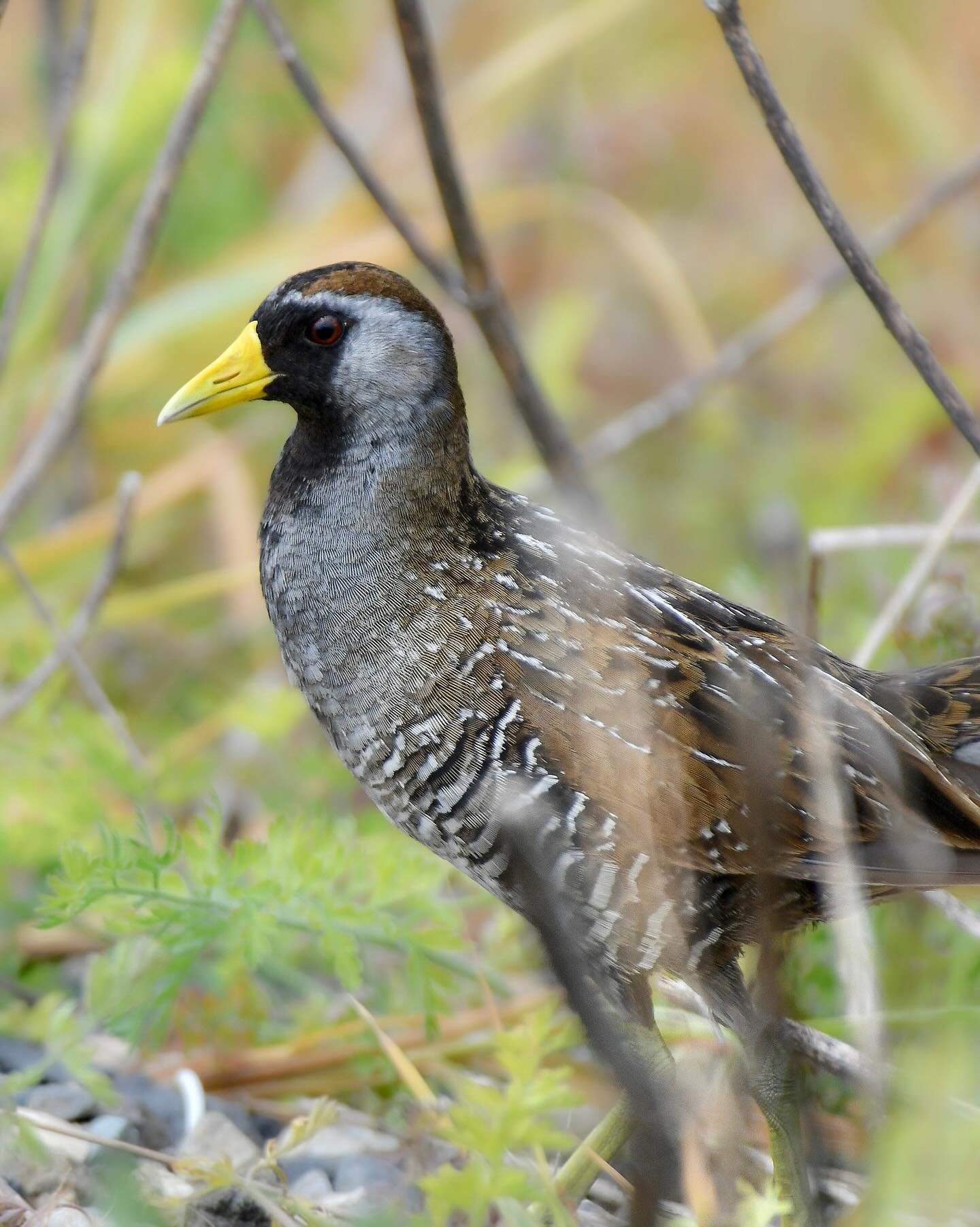 A rare look at a Sora that came out of the marsh and paused before crossing the path!

#sora