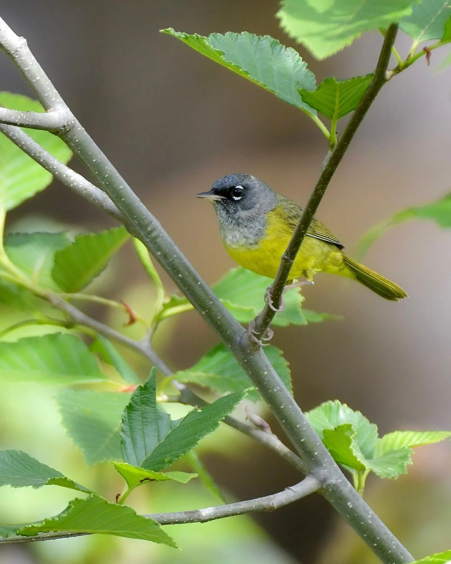 MacGillivray&rsquo;s Warblers were all along my hike last weekend! 

#macgillivrayswarbler