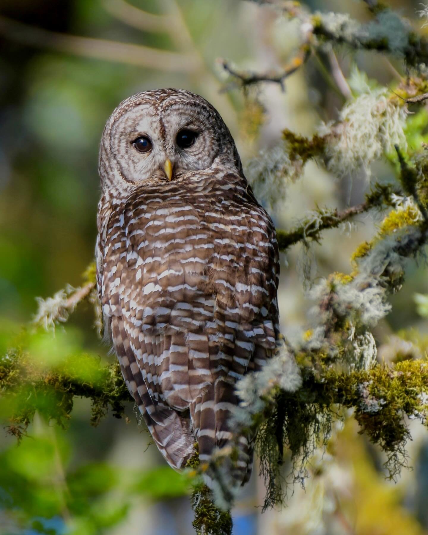 Barred Owl at sunrise 

#barredowl