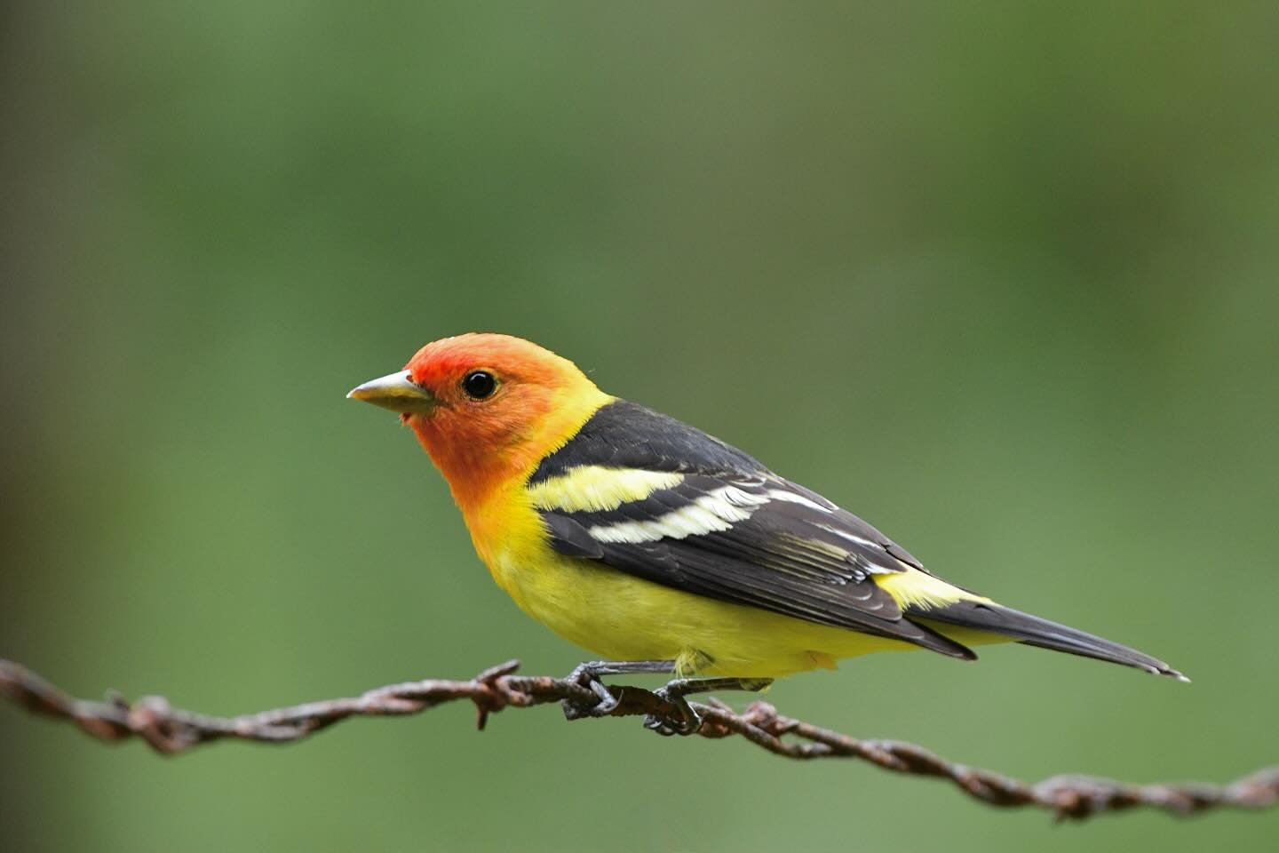 Western Tanager on a fence in the forest 

#westerntanager