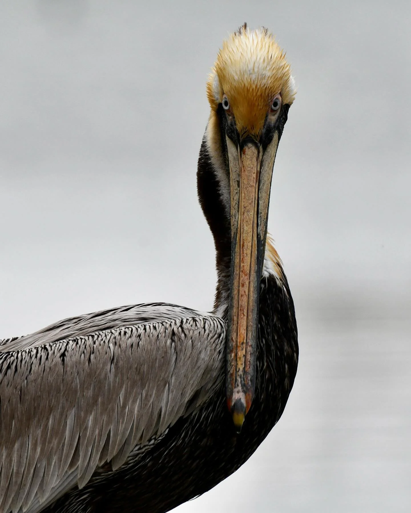 Brown Pelican in model pose 

#brownpelican