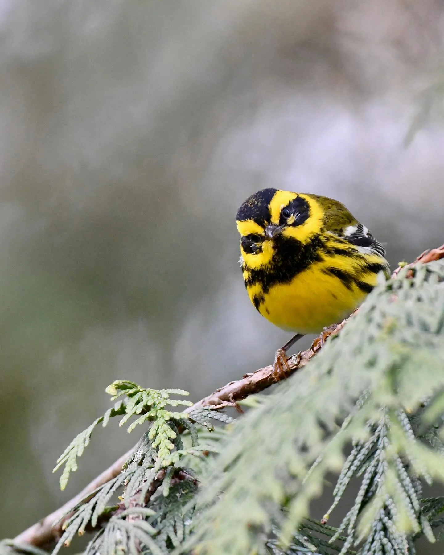 Townsend&rsquo;s Warbler peeking down from a fir branch

#townsendswarbler