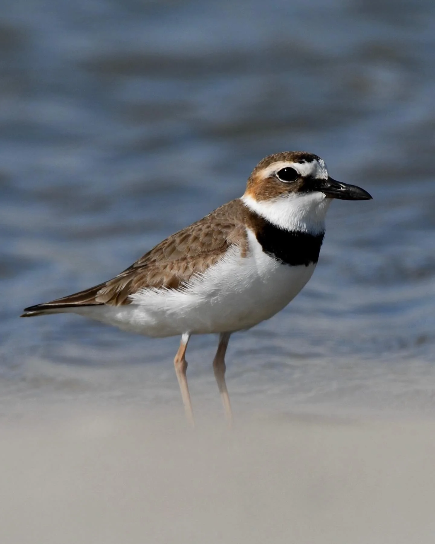 Wilson&rsquo;s Plover from my Texas trip 😎 

#wilsonsplover