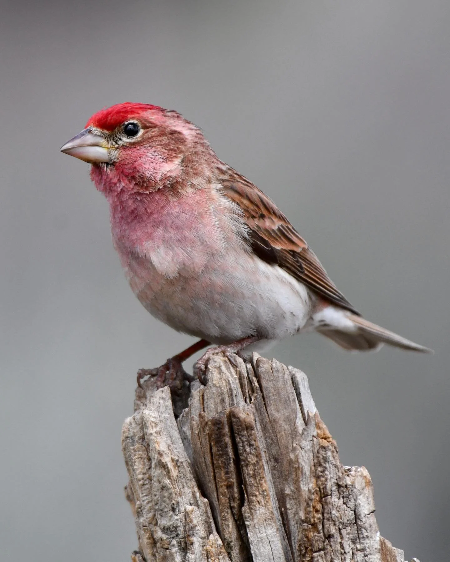 Cassin&rsquo;s Finch 😍

#cassinsfinch