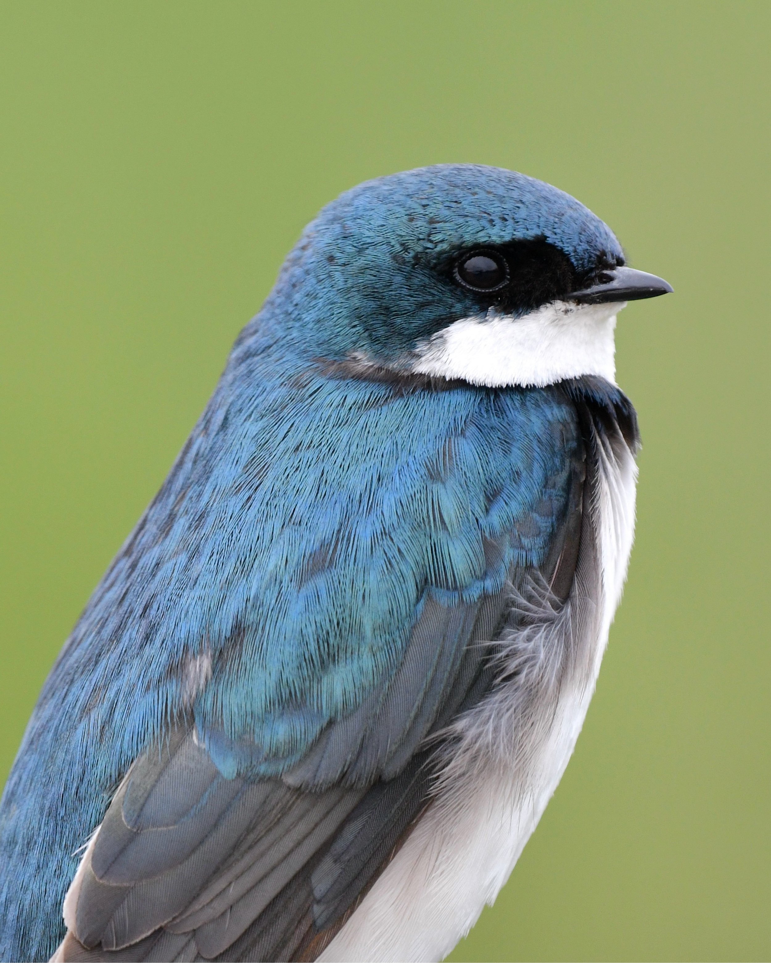 Tree Swallow portrait 

#treeswallow