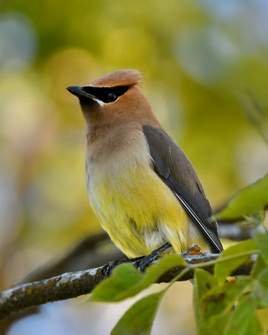 Cedar Waxwing perched in the backyard 

#cedarwaxwing