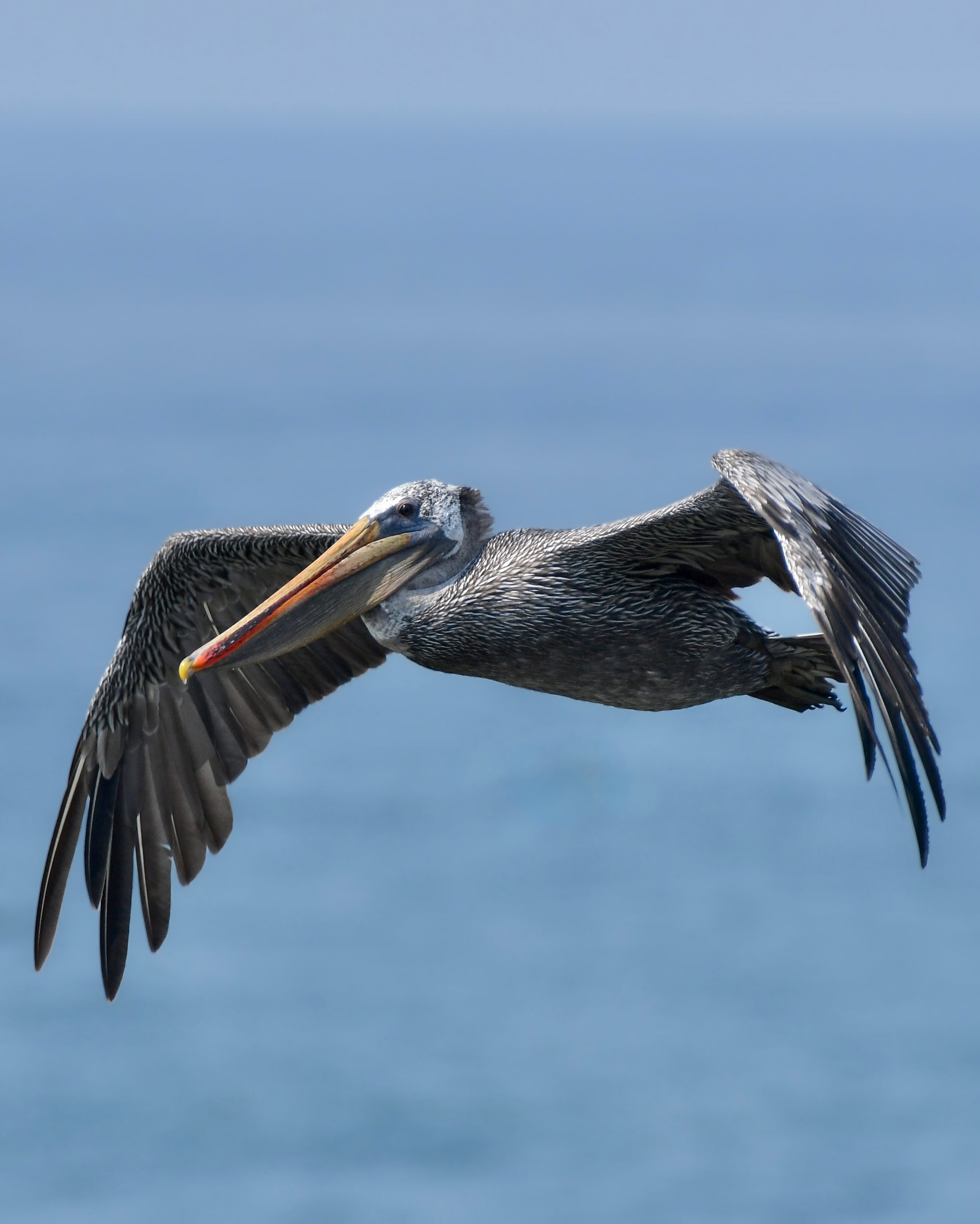 Brown Pelican flies by the jetty 

#brownpelican