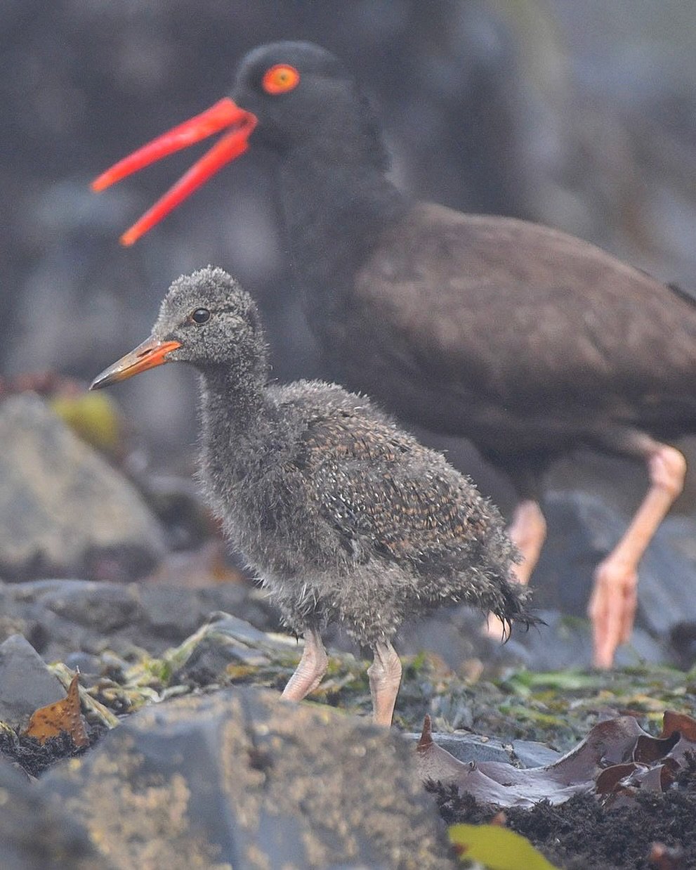 Loved watching this Black Oystercatcher chick stumble around the tide pools with parents close behind !

#blackoystercatcher