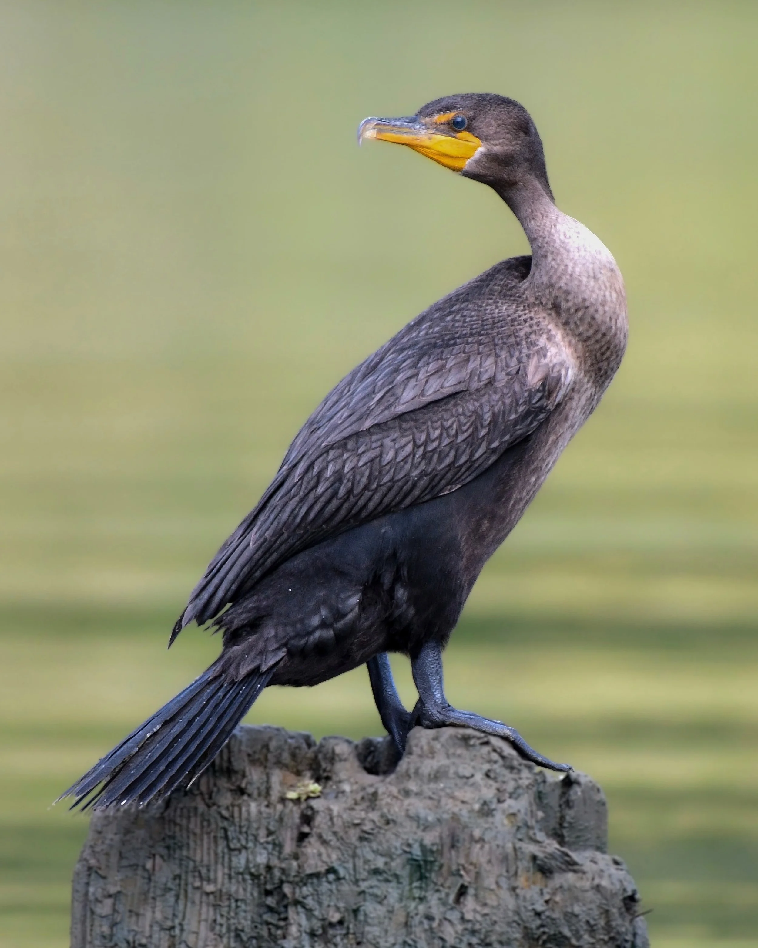 Double-crested Cormorant perched on a piling 

#doublecrestedcormorant