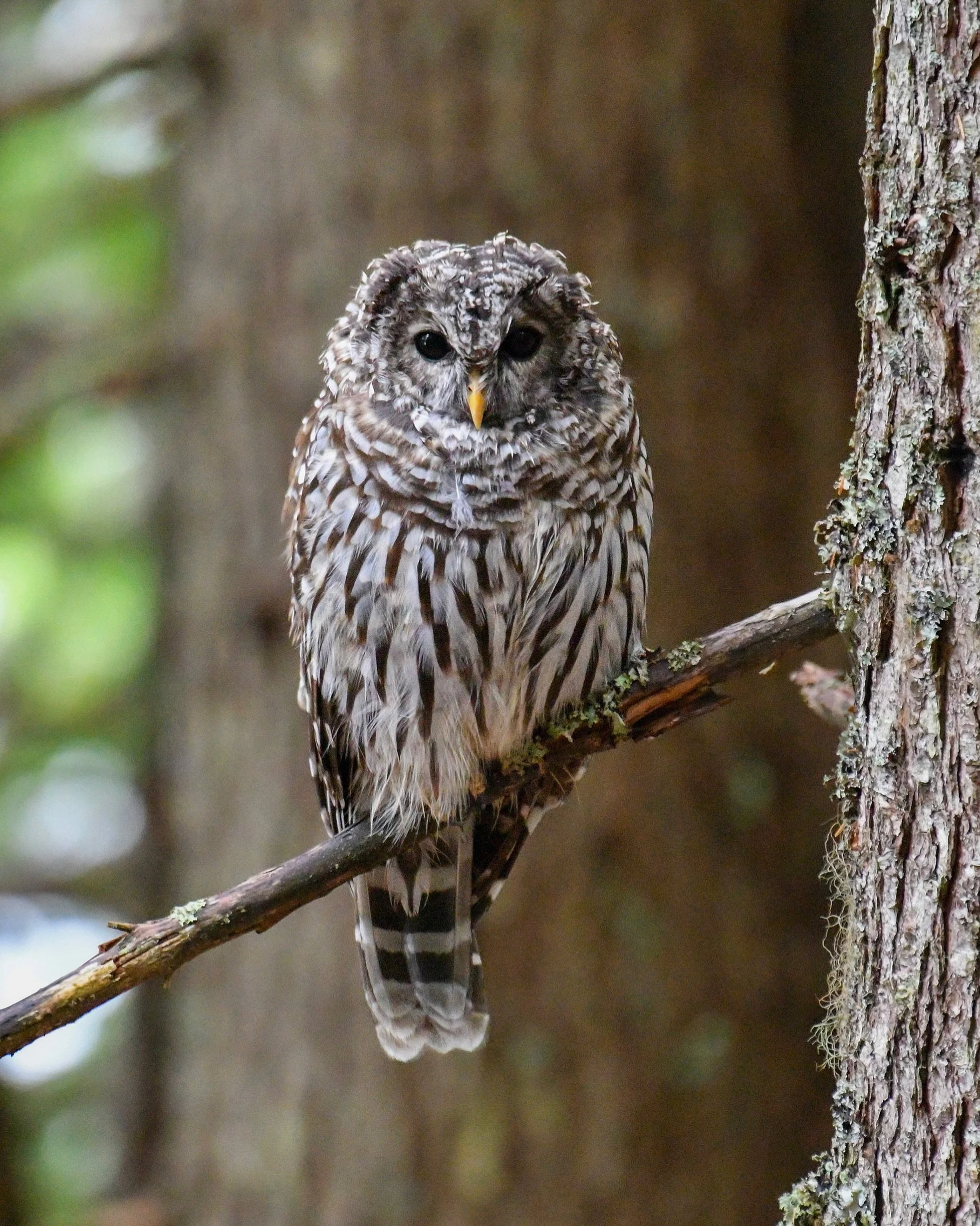 A young Barred Owl perched in the woods - this kid was sitting out in the rain watching all the chipmunks,  tried to grab one while I was there, but missed 

#barredowl