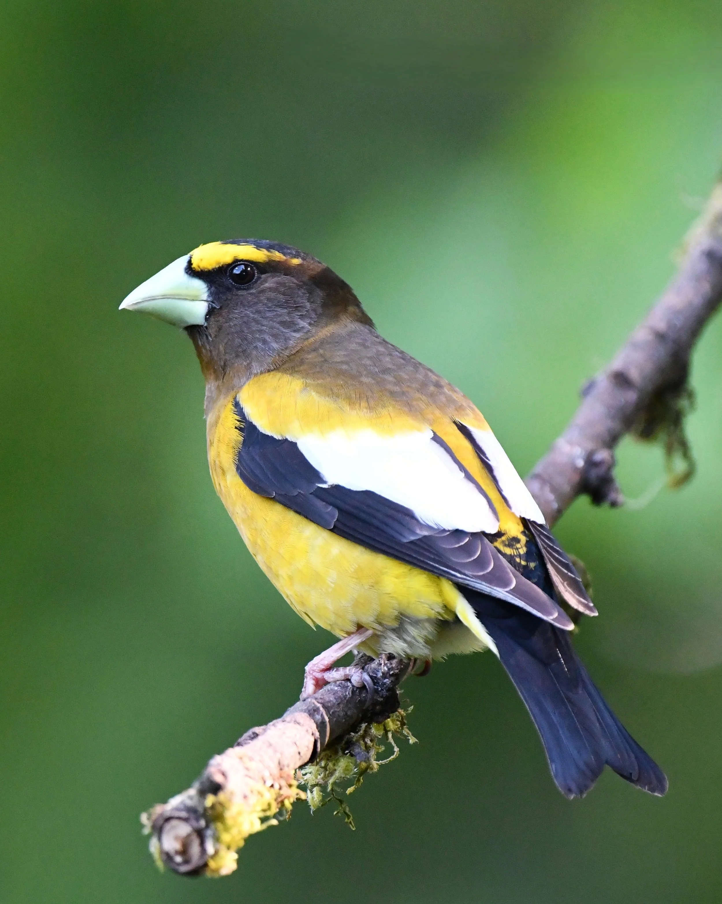 Evening Grosbeak 🤩 

#eveninggrosbeak