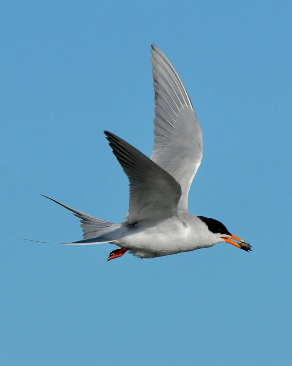 Forster&rsquo;s Tern with a snack 

#forsterstern