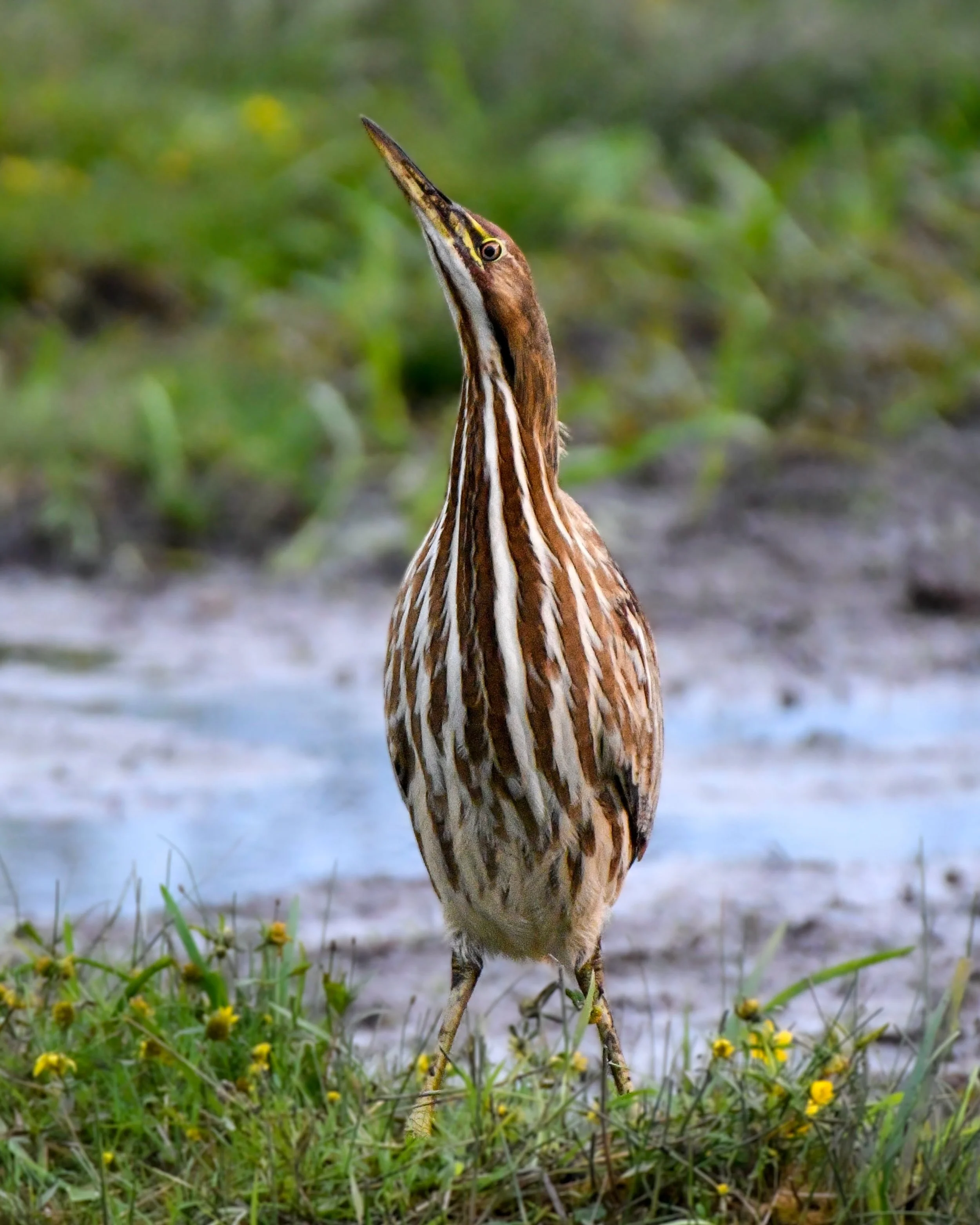 American Bittern standing in the marsh 👀 

#americanbittern