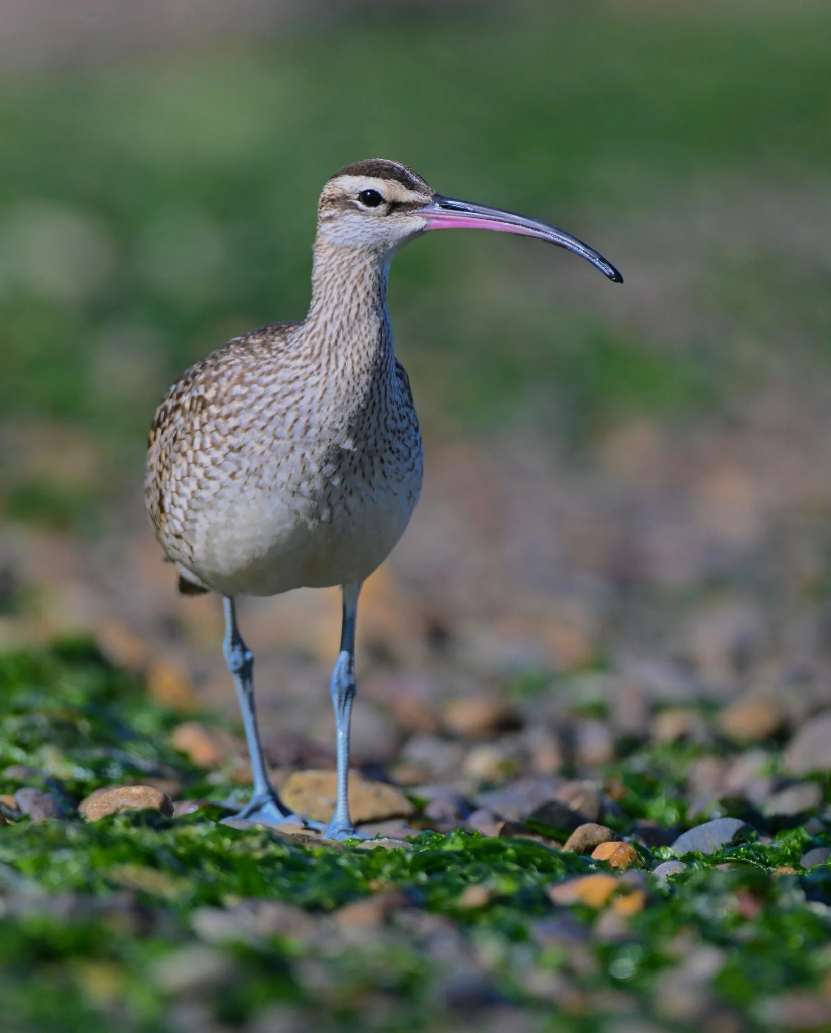 Sat on a log and watched this Whimbrel feed along the shoreline in Newport last weekend- he came awfully close and ate about six crabs. #whimbrel