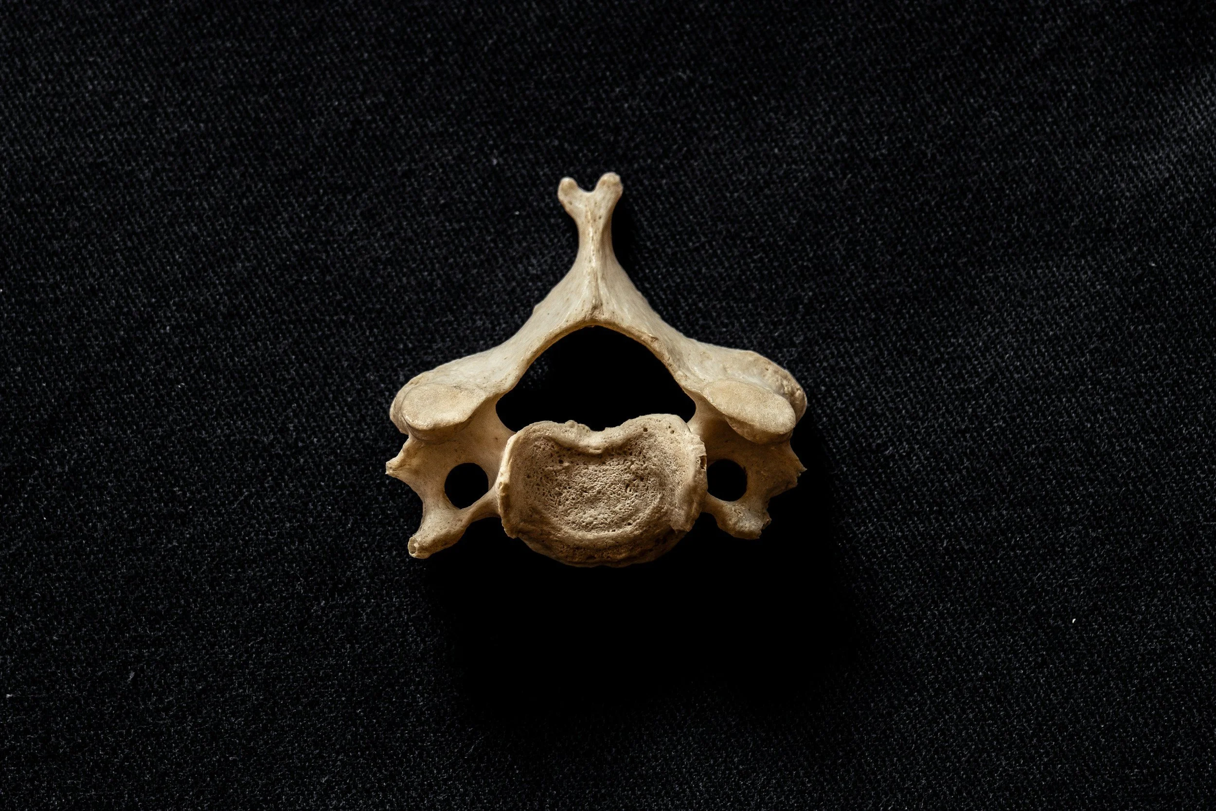 A small animal vertebra bone with holes, placed on black fabric background.