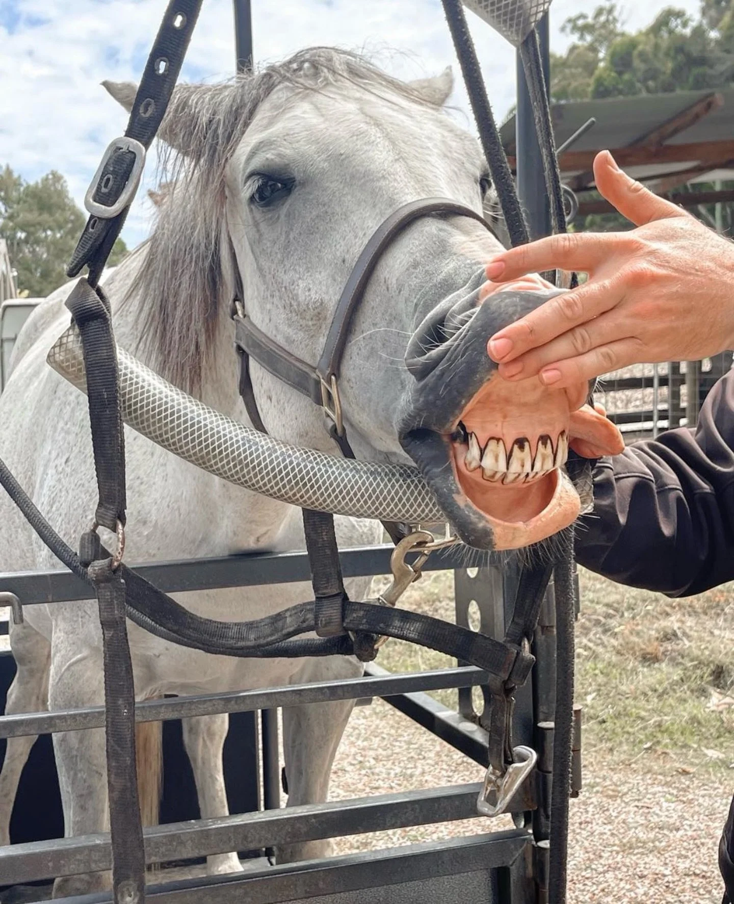 Annual dental day and check up for the team today. 
Leroy got the works. Teeth, sheath and a gut check.
He&rsquo;s such a lightweight. Same dose of sedative as Oreo the pony and he definitely had the wobbly boots on. 

I also managed to give the troo