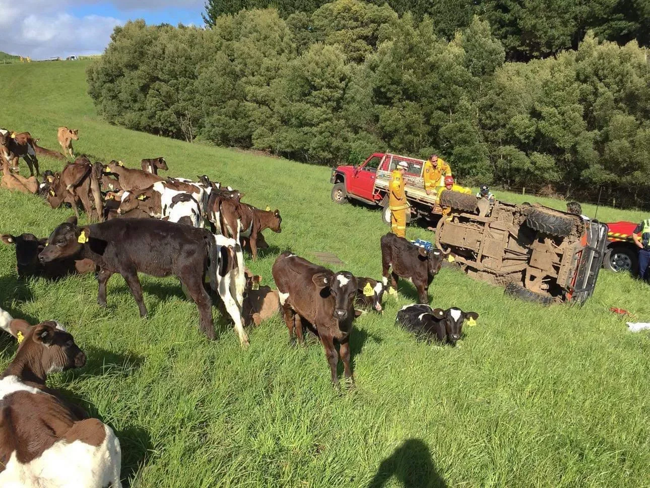 Farm buggy rolled in calf paddock surrounded by calves, emergency services in background, North West Tasmania 2016.